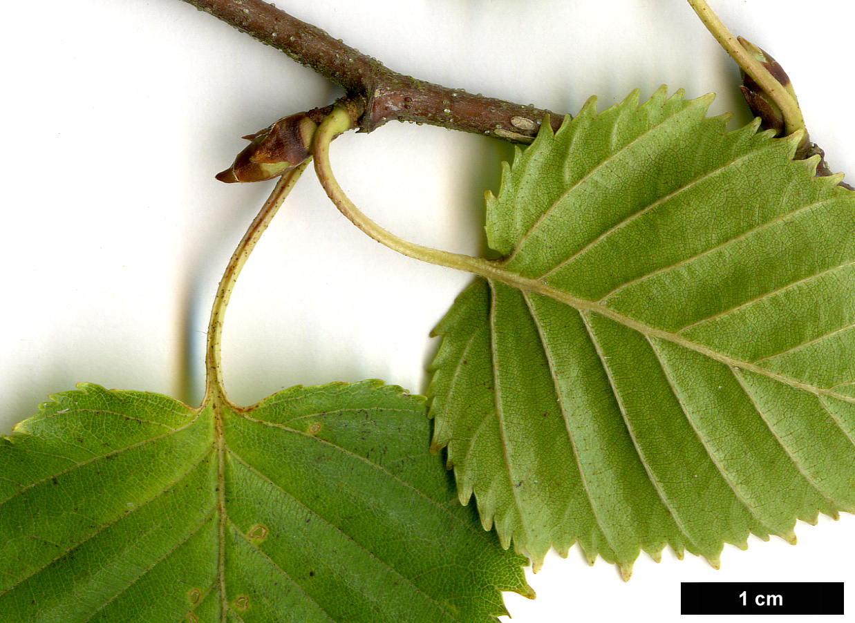 High resolution image: Family: Betulaceae - Genus: Betula - Taxon: ermanii