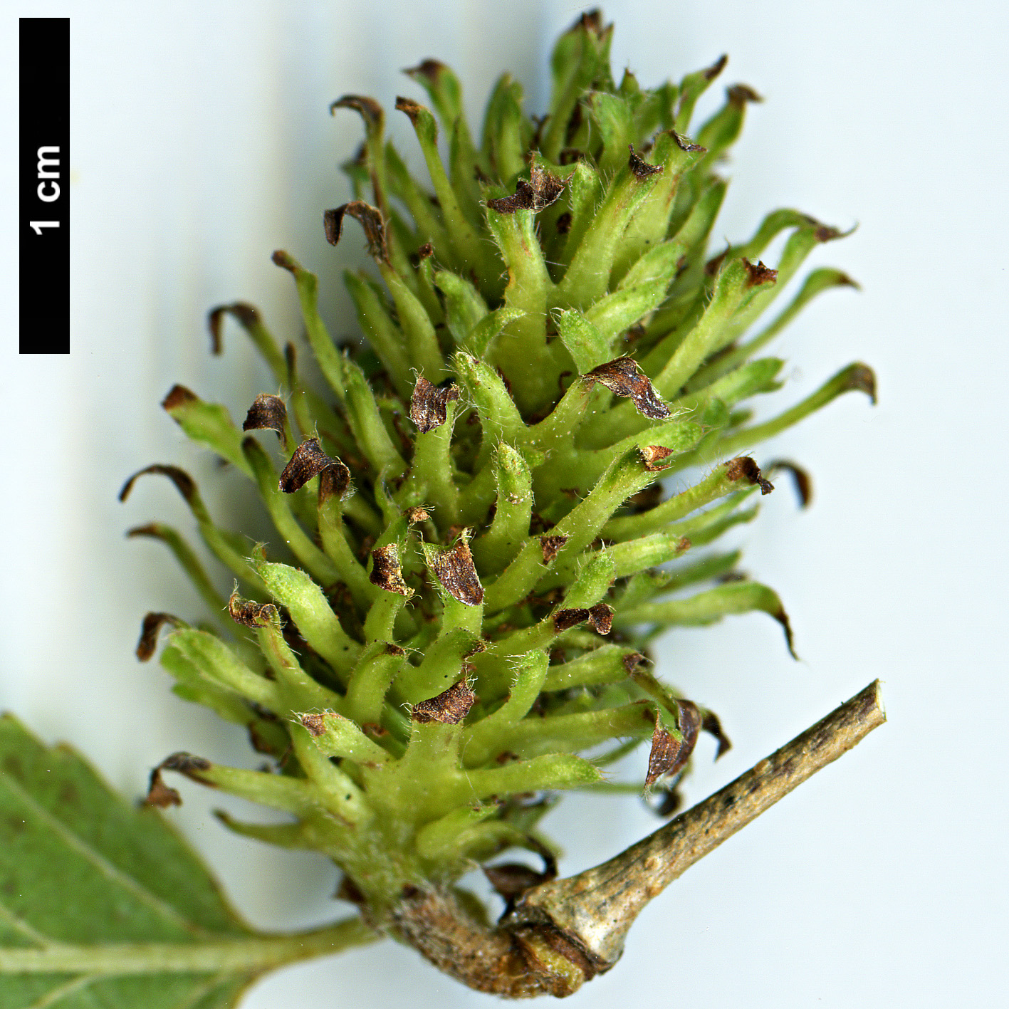High resolution image: Family: Betulaceae - Genus: Betula - Taxon: fargesii