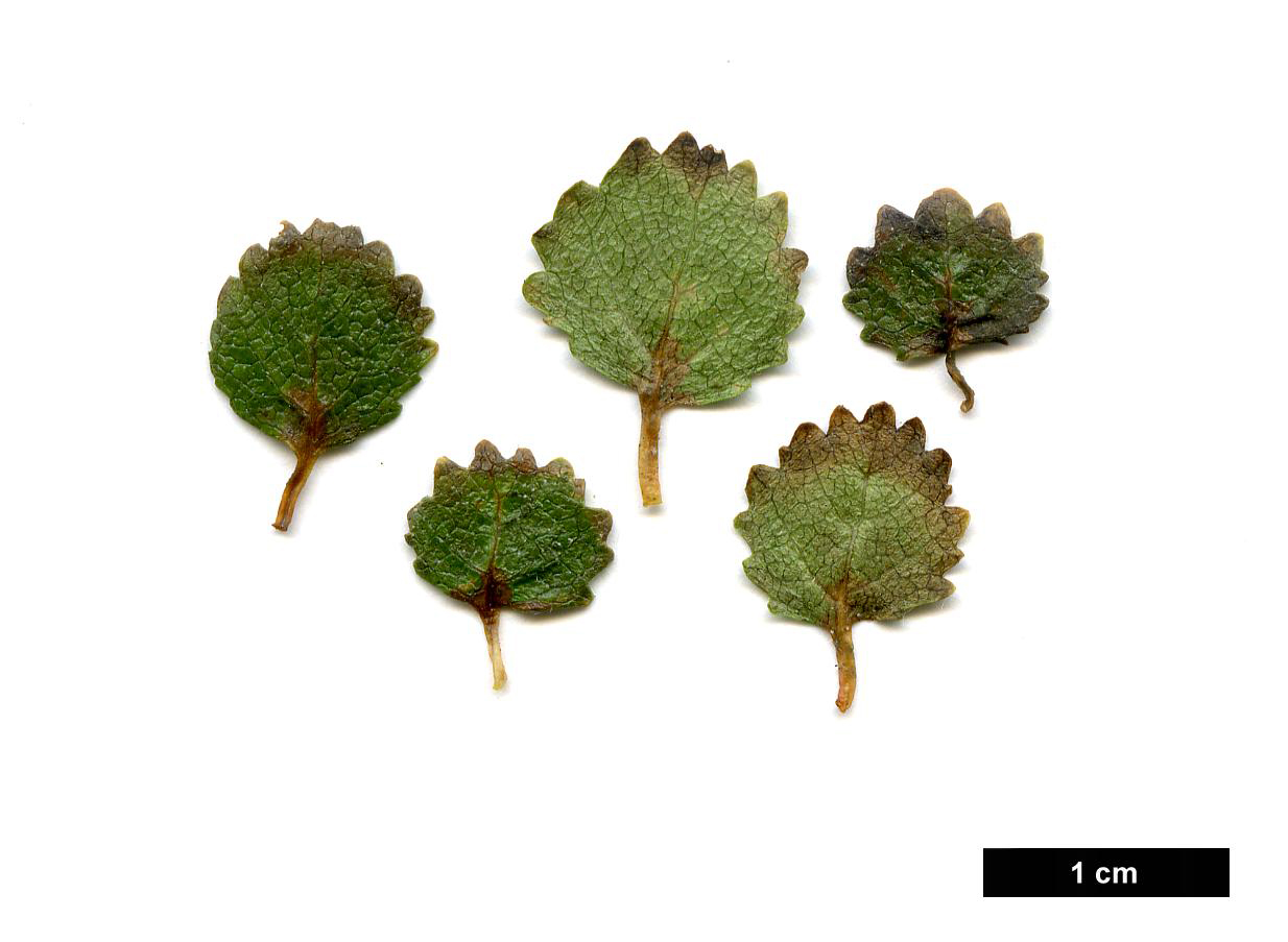 High resolution image: Family: Betulaceae - Genus: Betula - Taxon: glandulosa