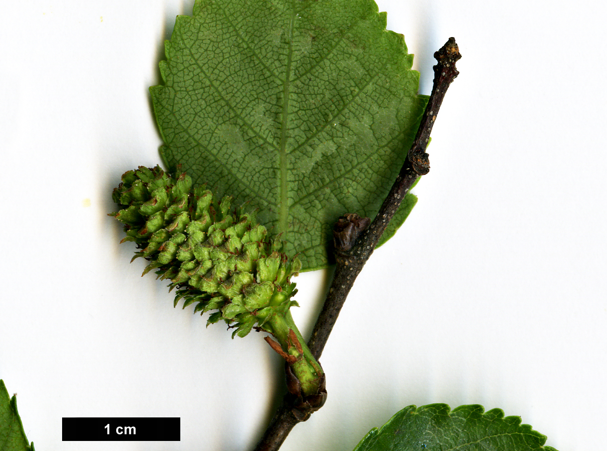 High resolution image: Family: Betulaceae - Genus: Betula - Taxon: gmelinii