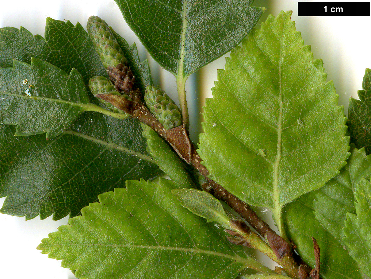High resolution image: Family: Betulaceae - Genus: Betula - Taxon: gmelinii