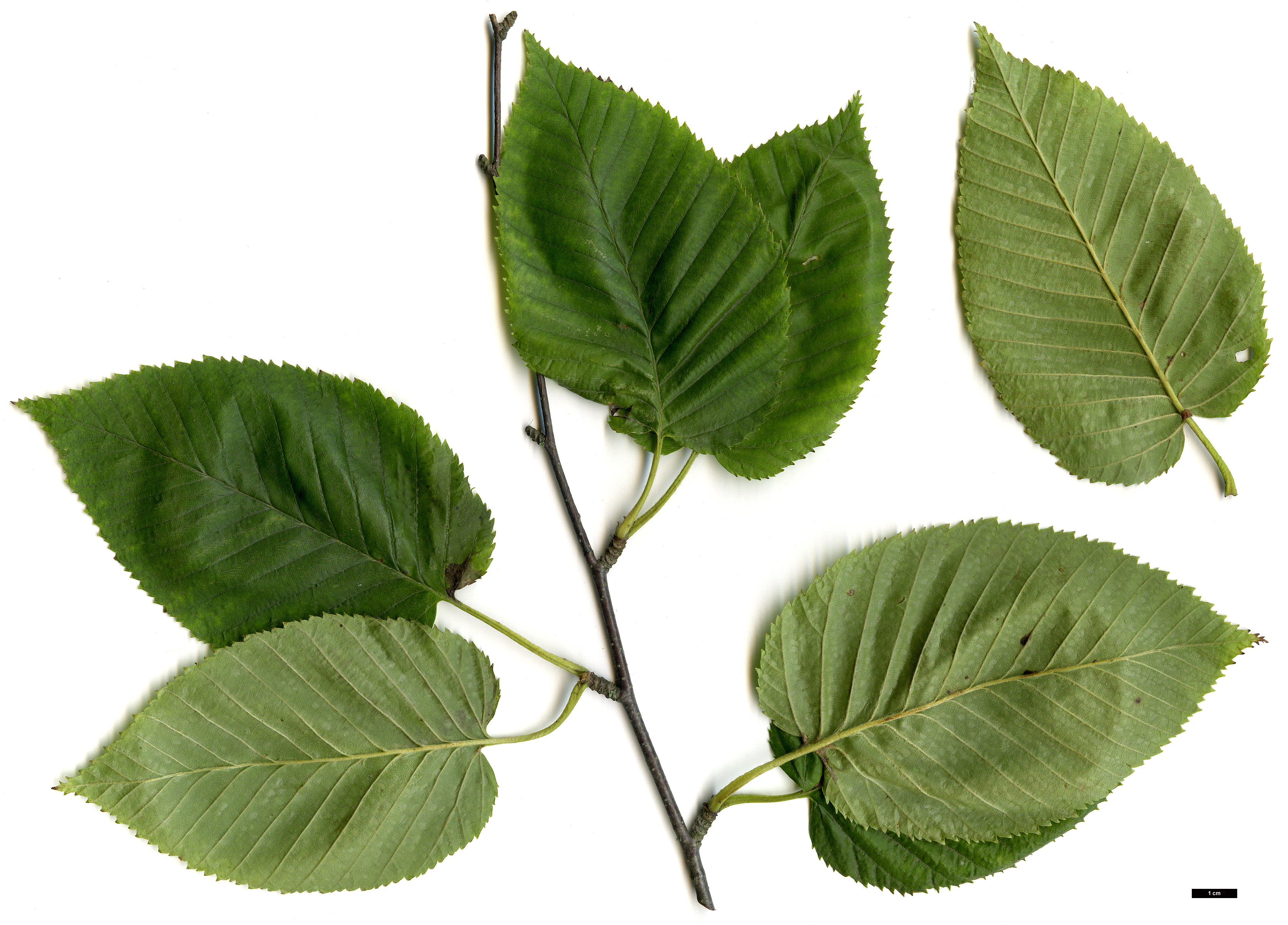 High resolution image: Family: Betulaceae - Genus: Betula - Taxon: grossa