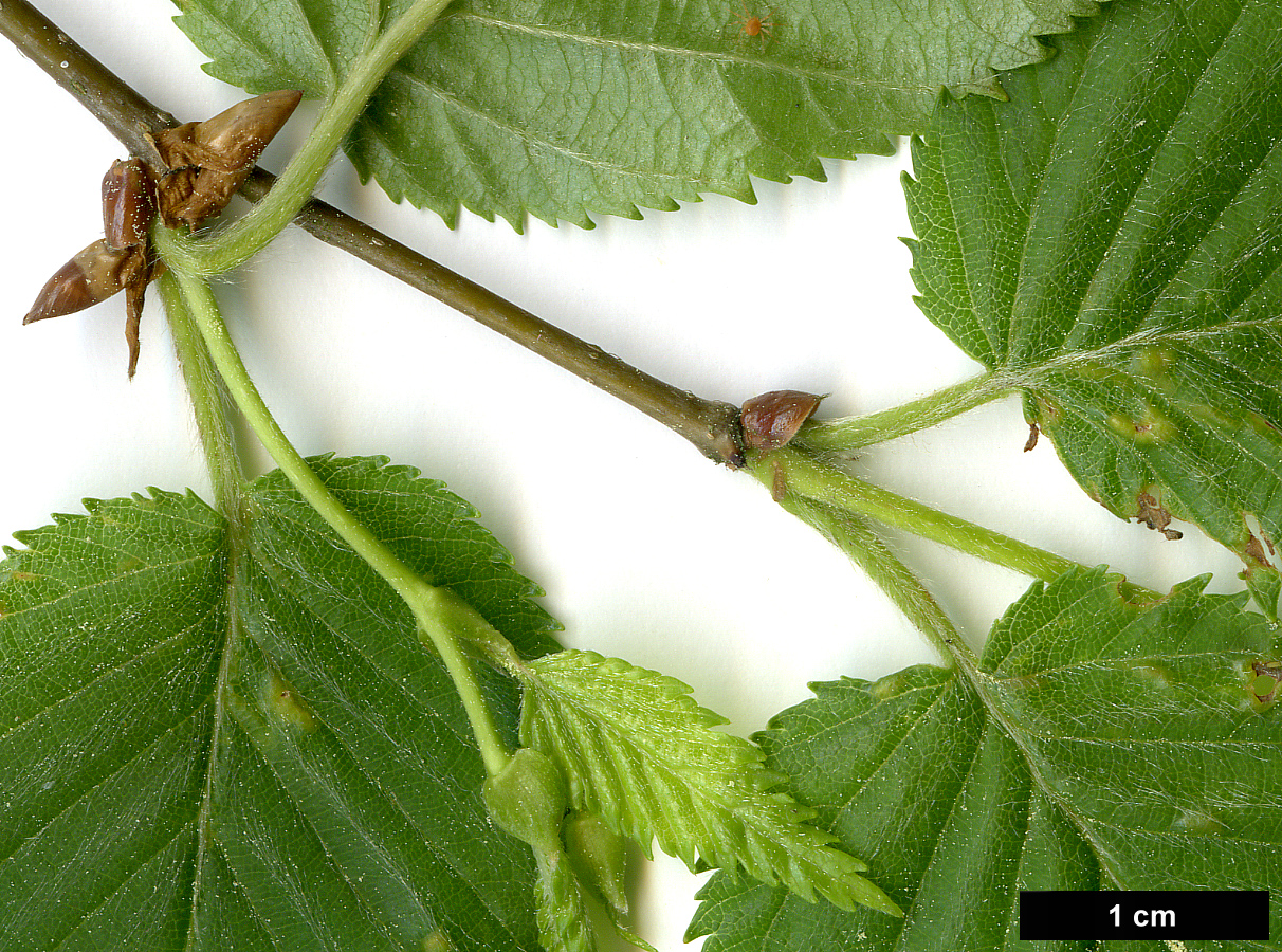 High resolution image: Family: Betulaceae - Genus: Betula - Taxon: grossa