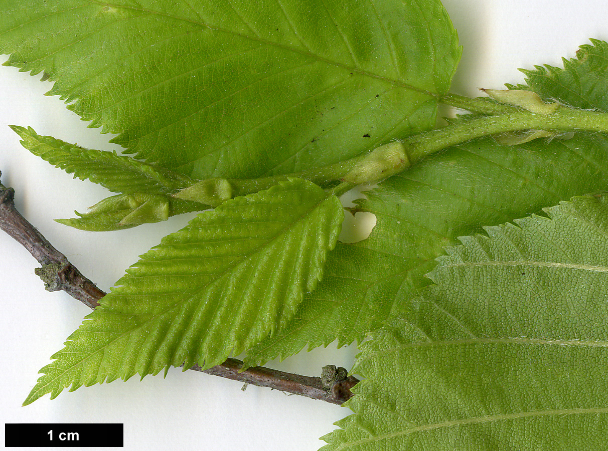 High resolution image: Family: Betulaceae - Genus: Betula - Taxon: lenta