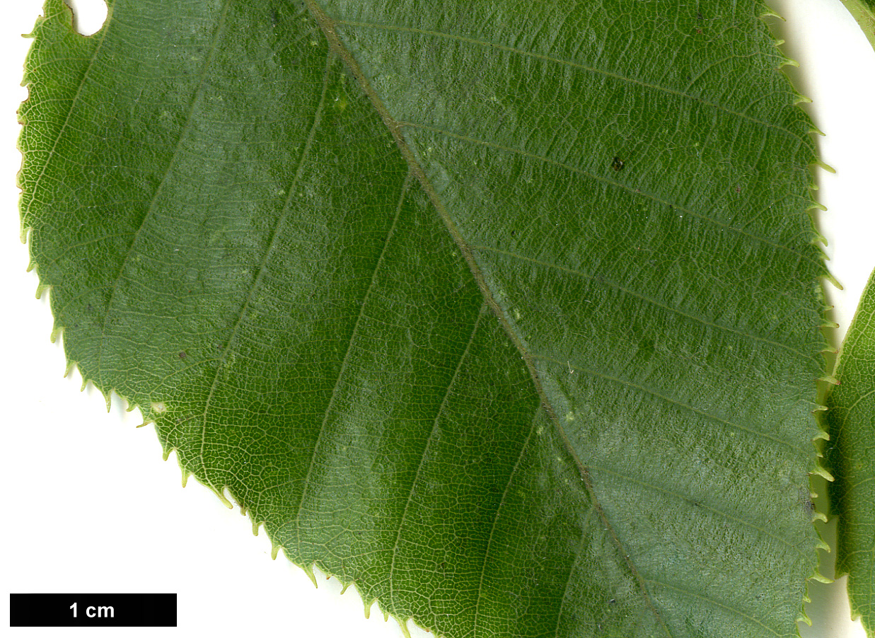 High resolution image: Family: Betulaceae - Genus: Betula - Taxon: luminifera