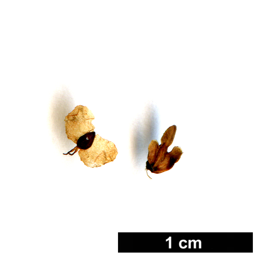 High resolution image: Family: Betulaceae - Genus: Betula - Taxon: maximowicziana