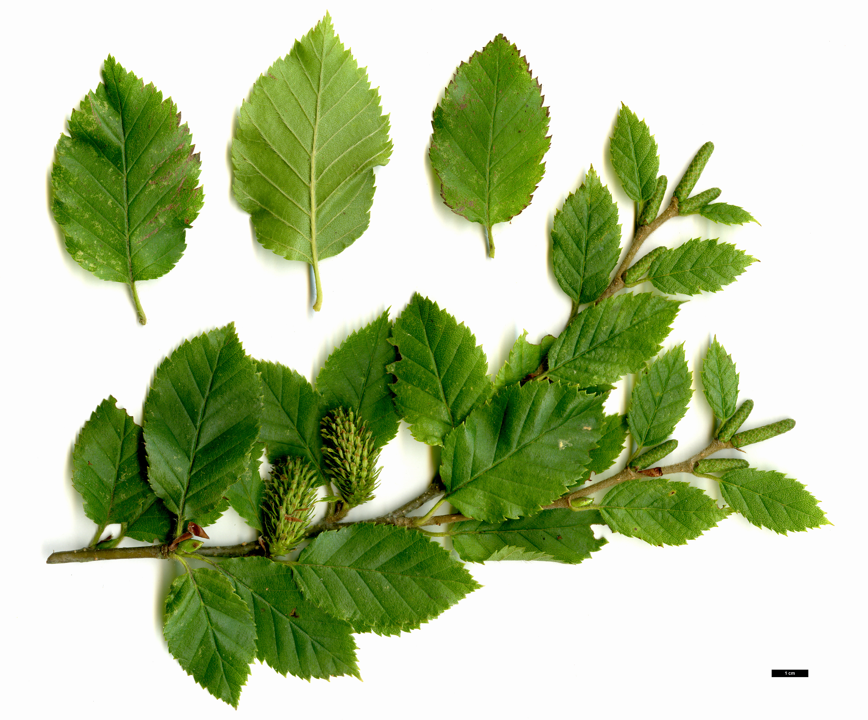 High resolution image: Family: Betulaceae - Genus: Betula - Taxon: megrelica