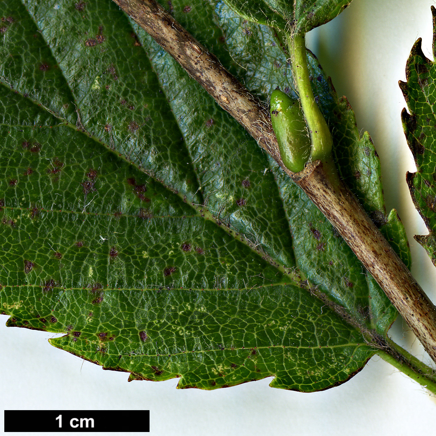 High resolution image: Family: Betulaceae - Genus: Betula - Taxon: megrelica