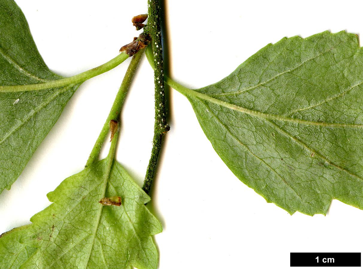 High resolution image: Family: Betulaceae - Genus: Betula - Taxon: microphylla
