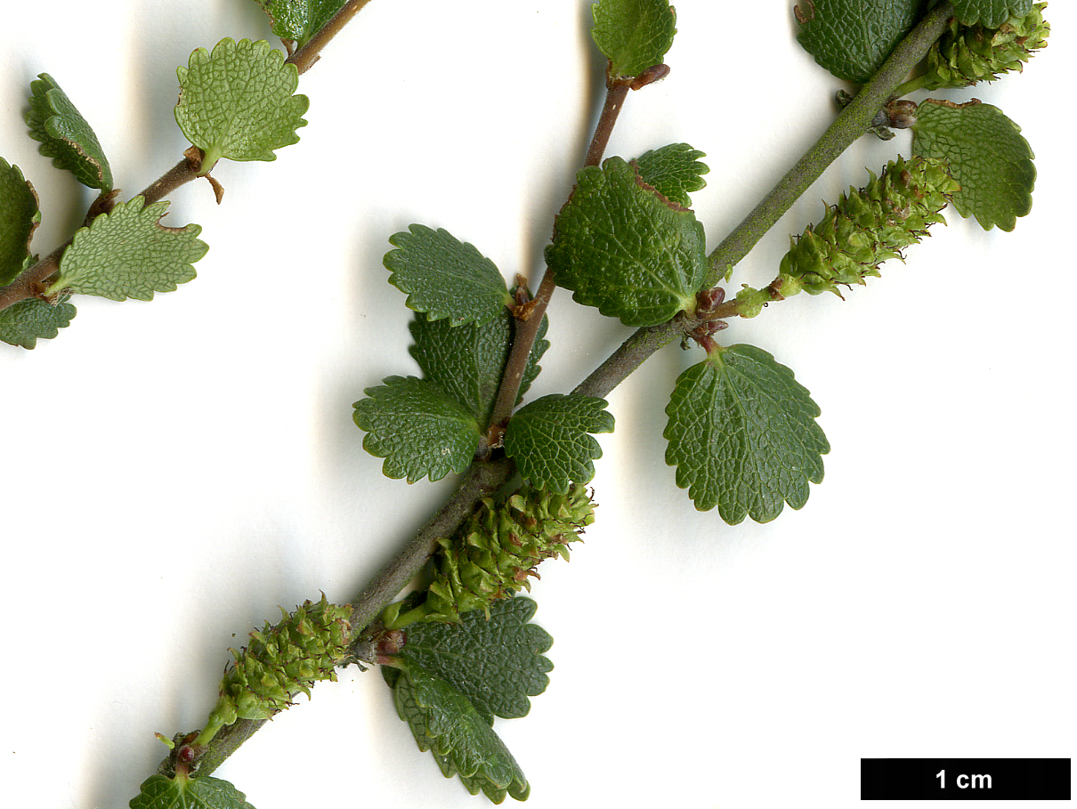 High resolution image: Family: Betulaceae - Genus: Betula - Taxon: nana - SpeciesSub: 'Glangarry'