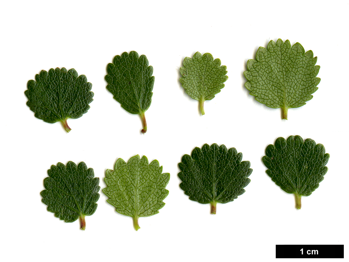 High resolution image: Family: Betulaceae - Genus: Betula - Taxon: nana - SpeciesSub: 'Glangarry'