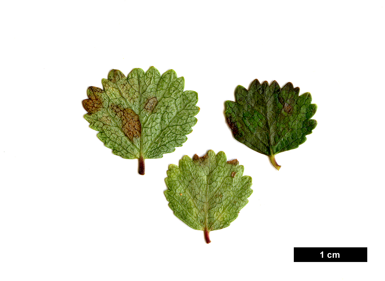 High resolution image: Family: Betulaceae - Genus: Betula - Taxon: nana