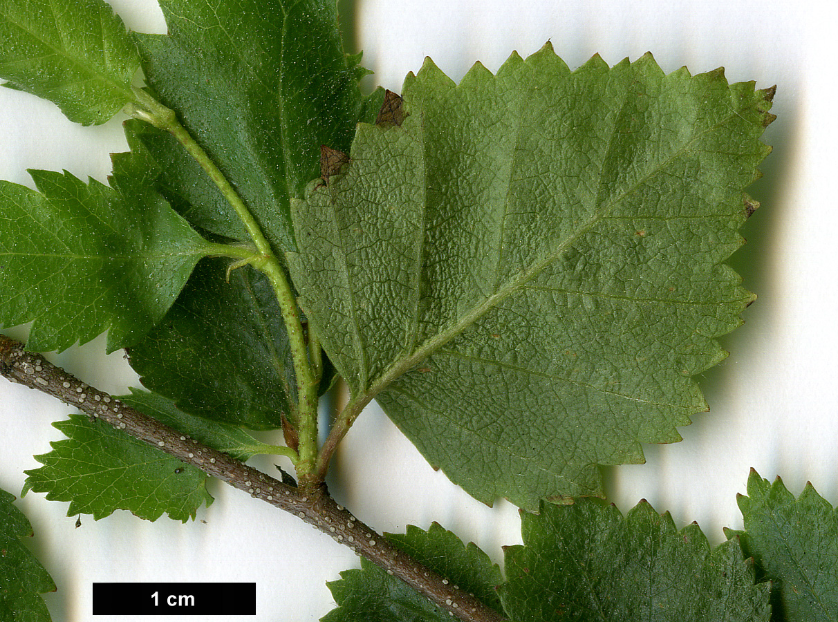 High resolution image: Family: Betulaceae - Genus: Betula - Taxon: pamirica