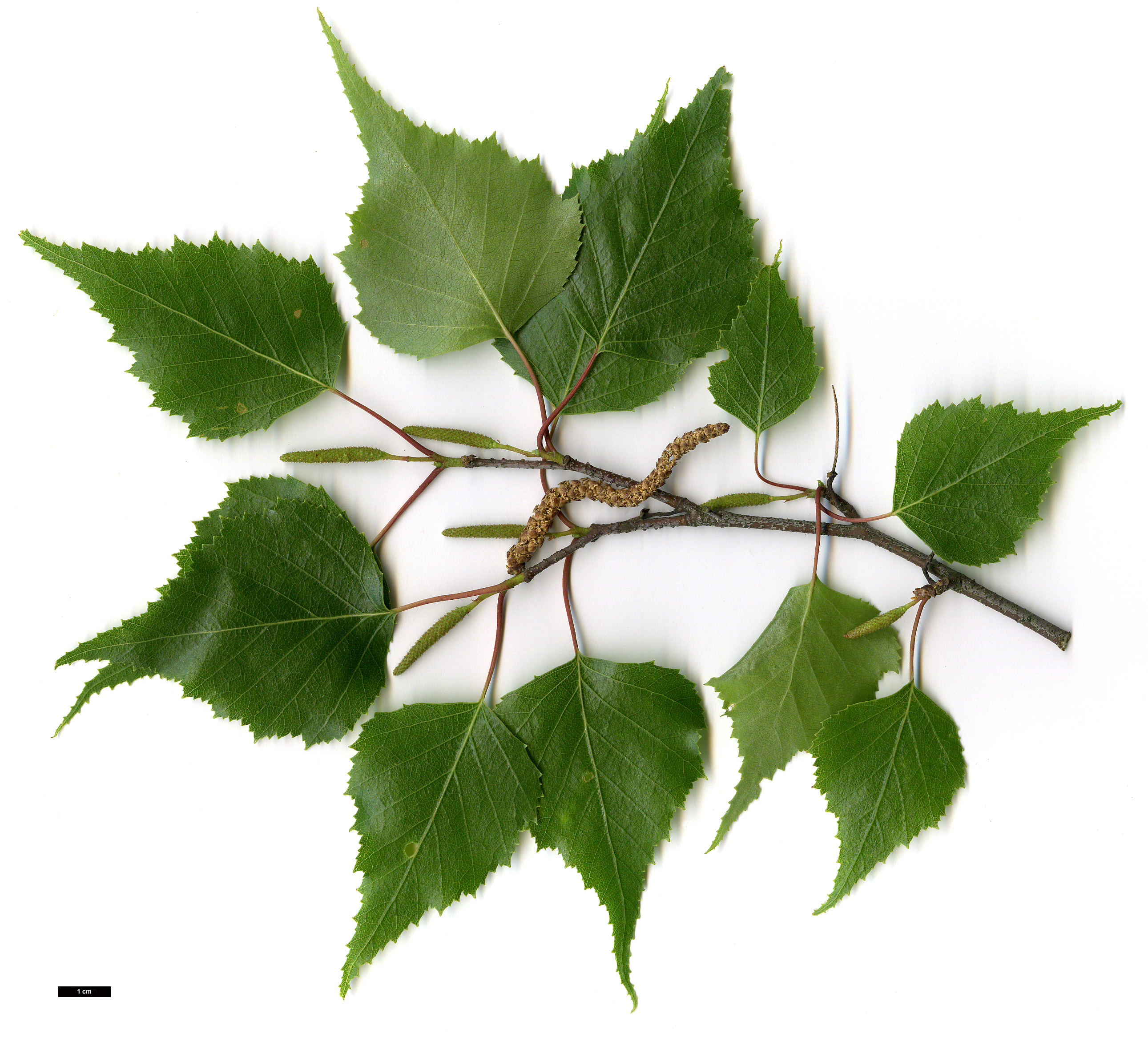 High resolution image: Family: Betulaceae - Genus: Betula - Taxon: populifolia