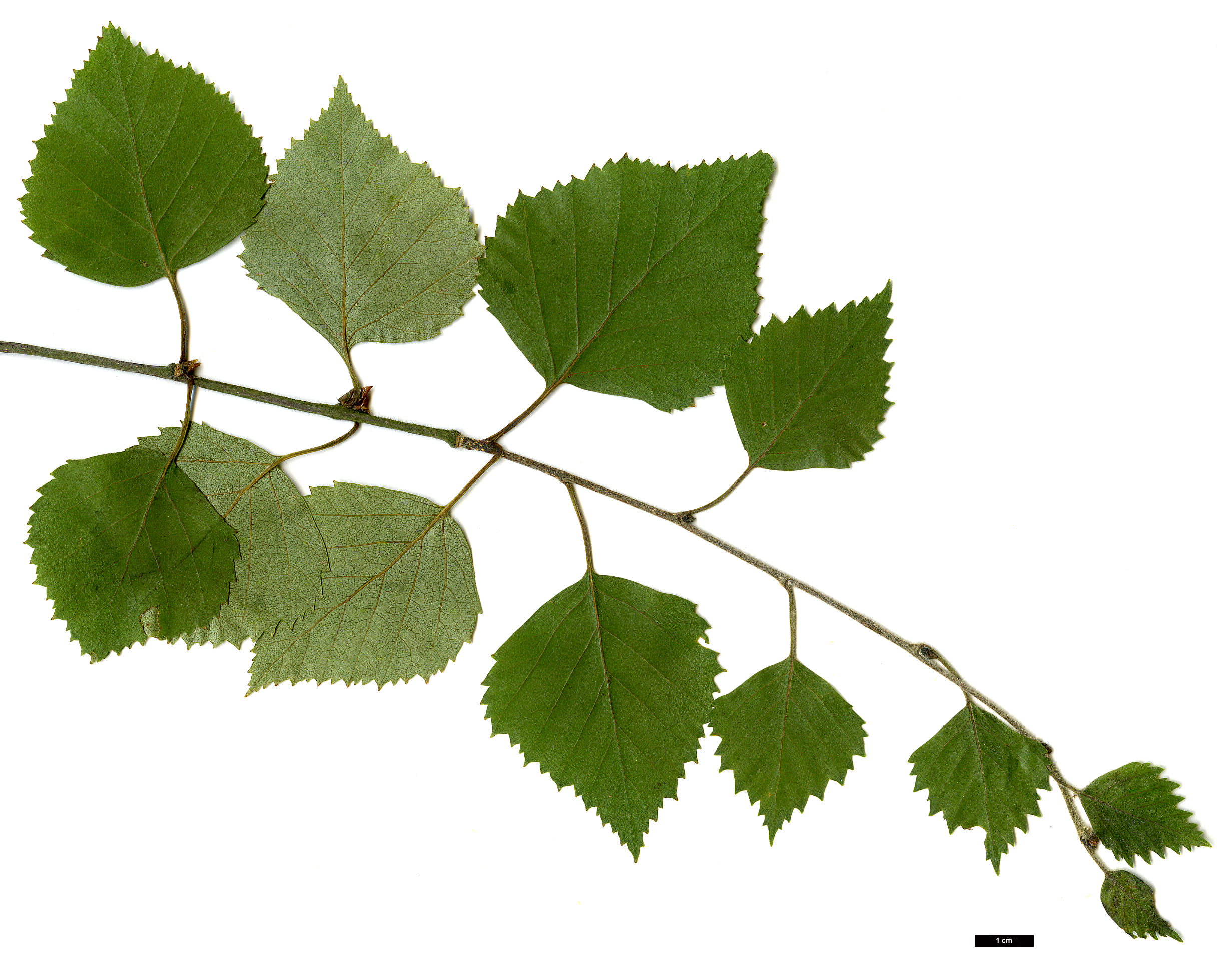 High resolution image: Family: Betulaceae - Genus: Betula - Taxon: pubescens