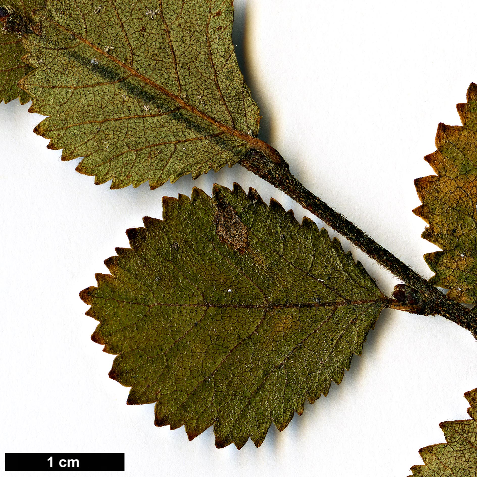 High resolution image: Family: Betulaceae - Genus: Betula - Taxon: pumila