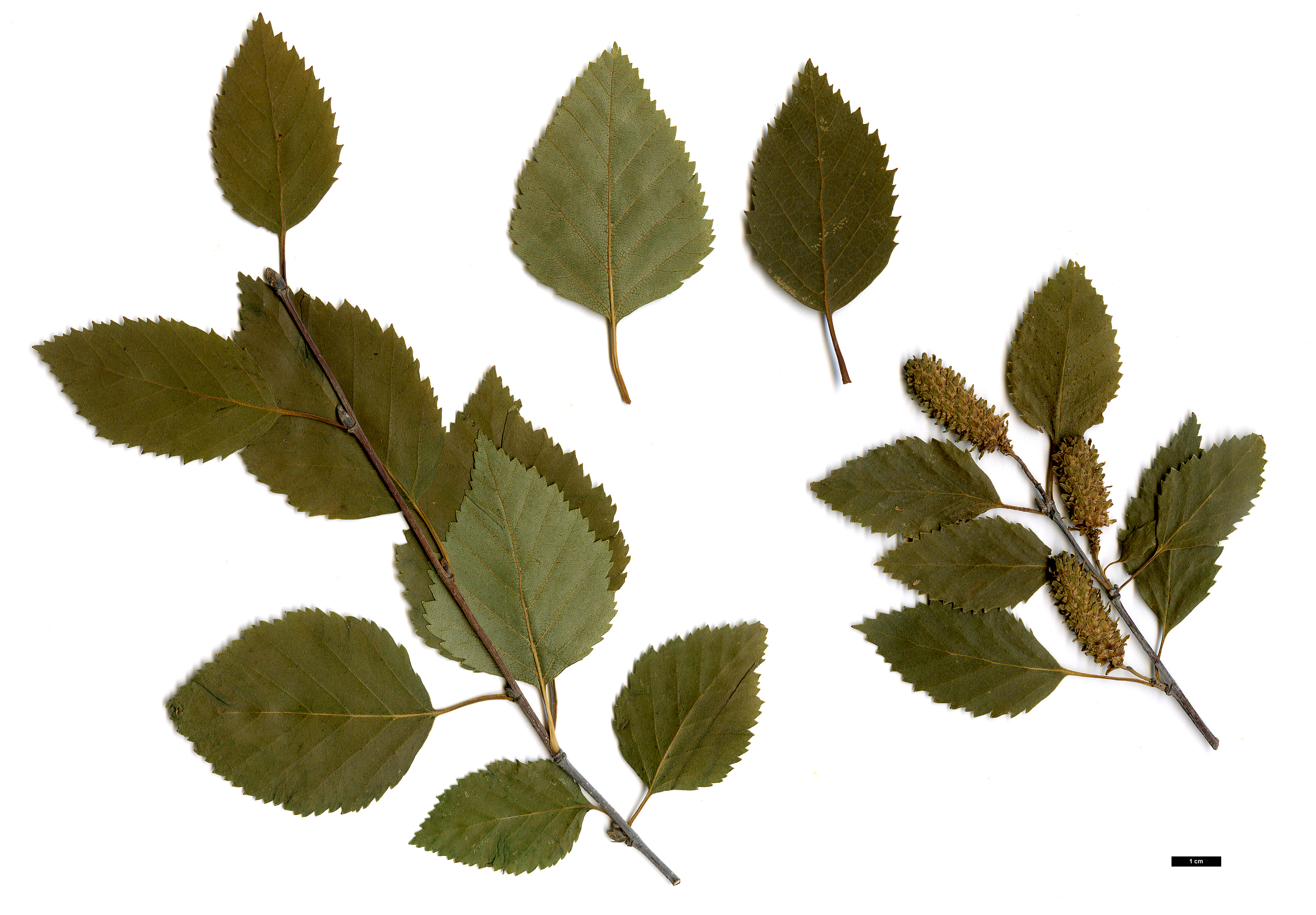 High resolution image: Family: Betulaceae - Genus: Betula - Taxon: raddeana