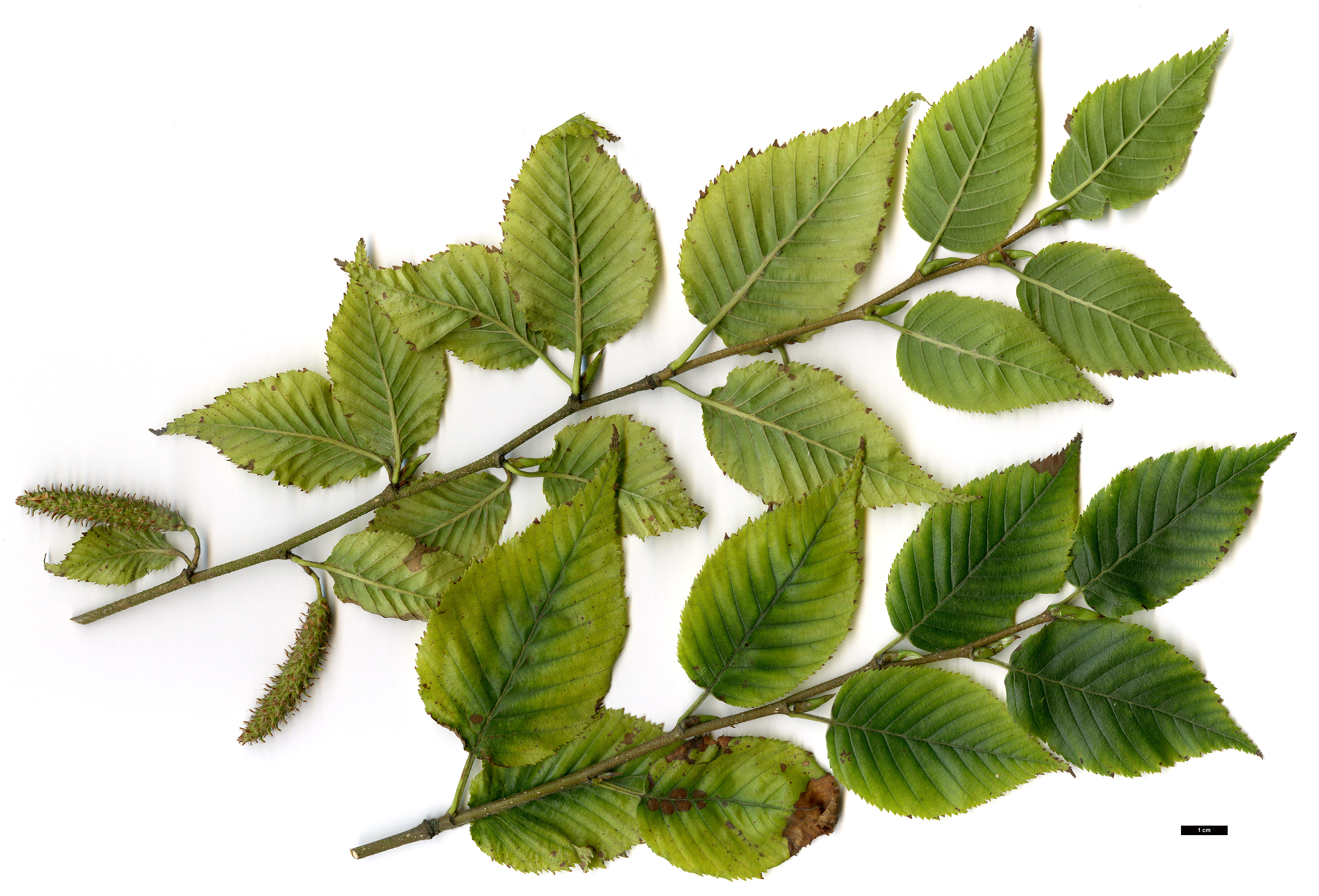 High resolution image: Family: Betulaceae - Genus: Betula - Taxon: utilis
