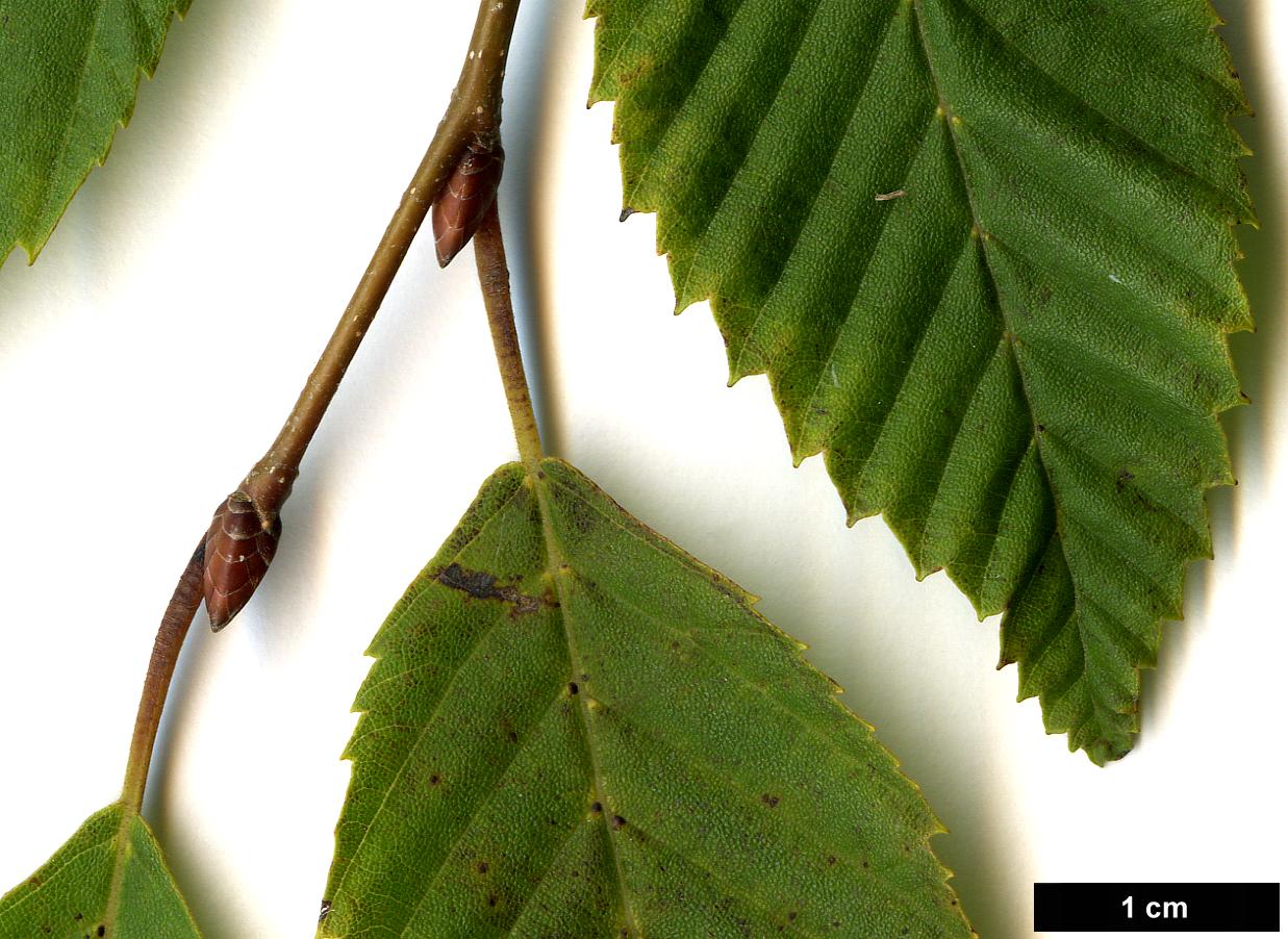 High resolution image: Family: Betulaceae - Genus: Carpinus - Taxon: faginea