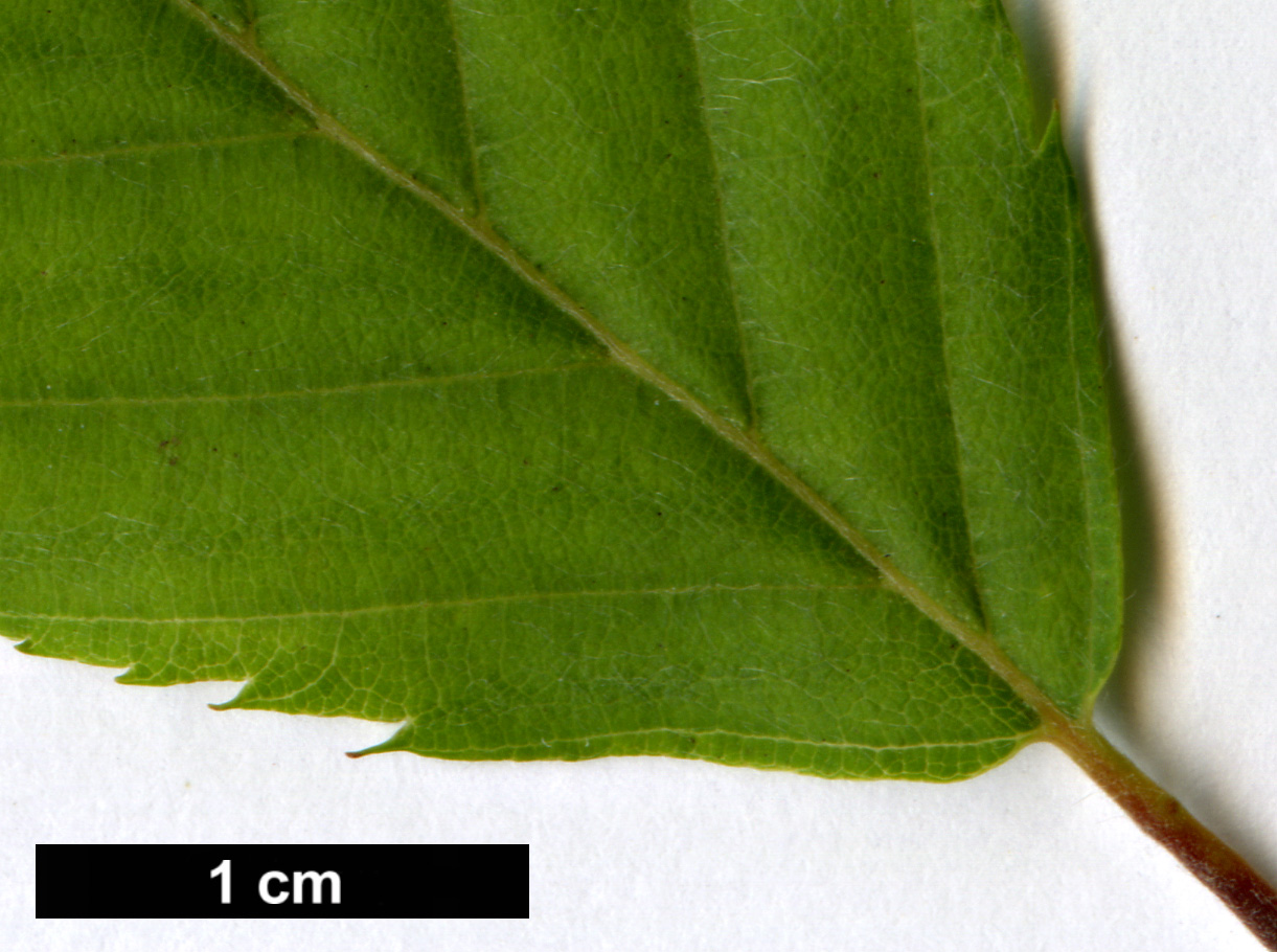 High resolution image: Family: Betulaceae - Genus: Carpinus - Taxon: fargesiana