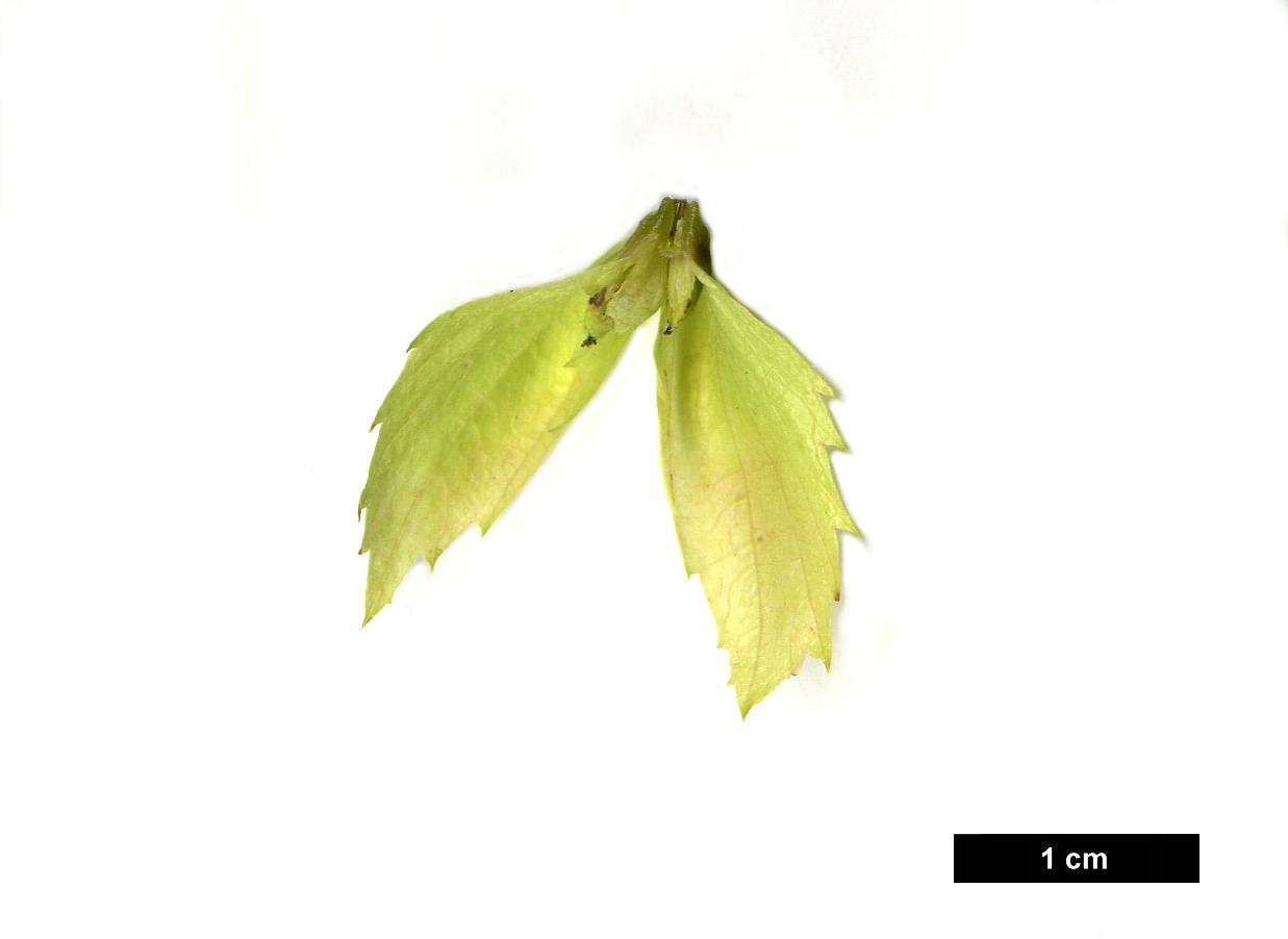 High resolution image: Family: Betulaceae - Genus: Carpinus - Taxon: japonica