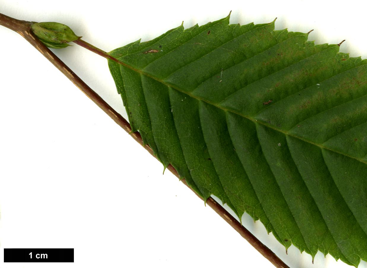 High resolution image: Family: Betulaceae - Genus: Carpinus - Taxon: japonica