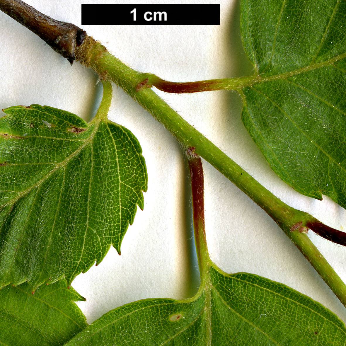 High resolution image: Family: Betulaceae - Genus: Carpinus - Taxon: monbeigiana