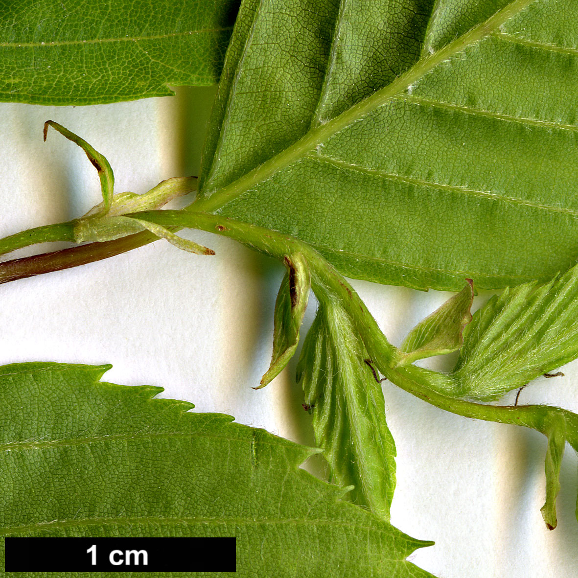 High resolution image: Family: Betulaceae - Genus: Carpinus - Taxon: monbeigiana