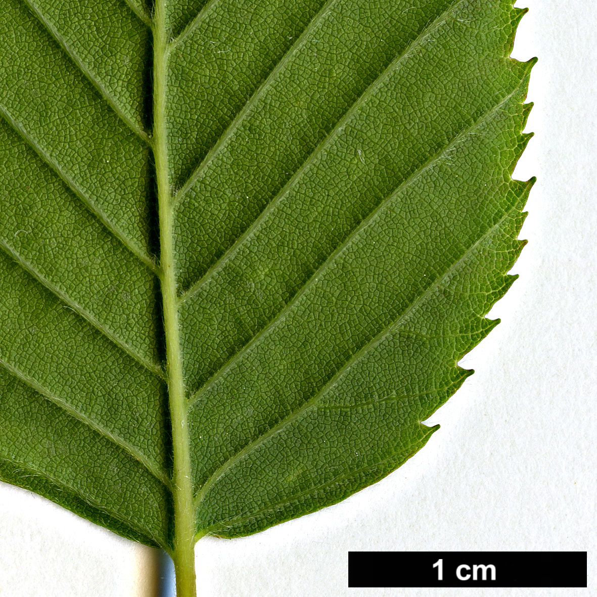High resolution image: Family: Betulaceae - Genus: Carpinus - Taxon: polyneura
