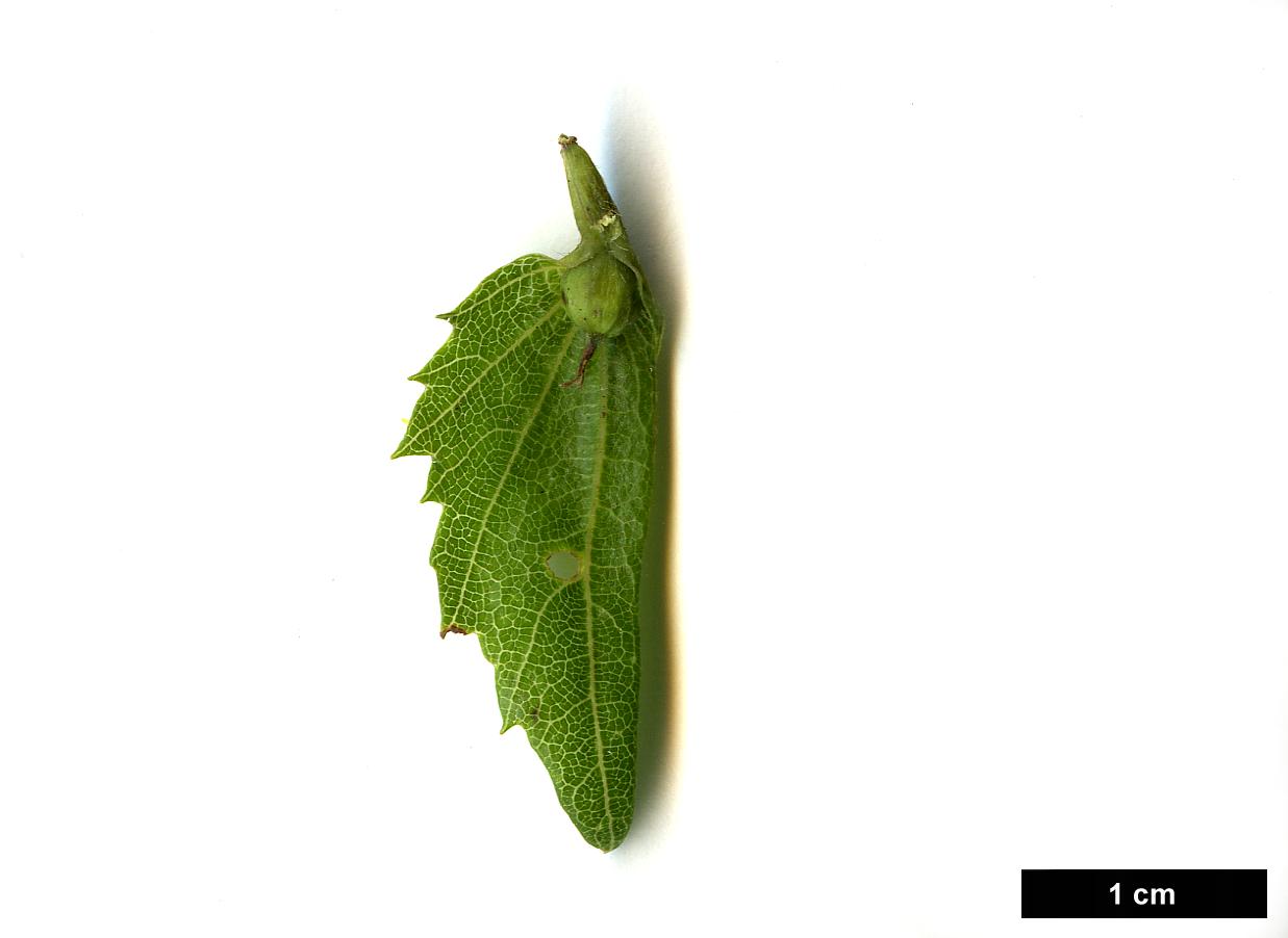 High resolution image: Family: Betulaceae - Genus: Carpinus - Taxon: tschonoskii