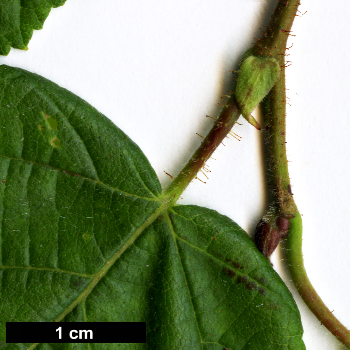 High resolution image: Family: Betulaceae - Genus: Corylus - Taxon: americana