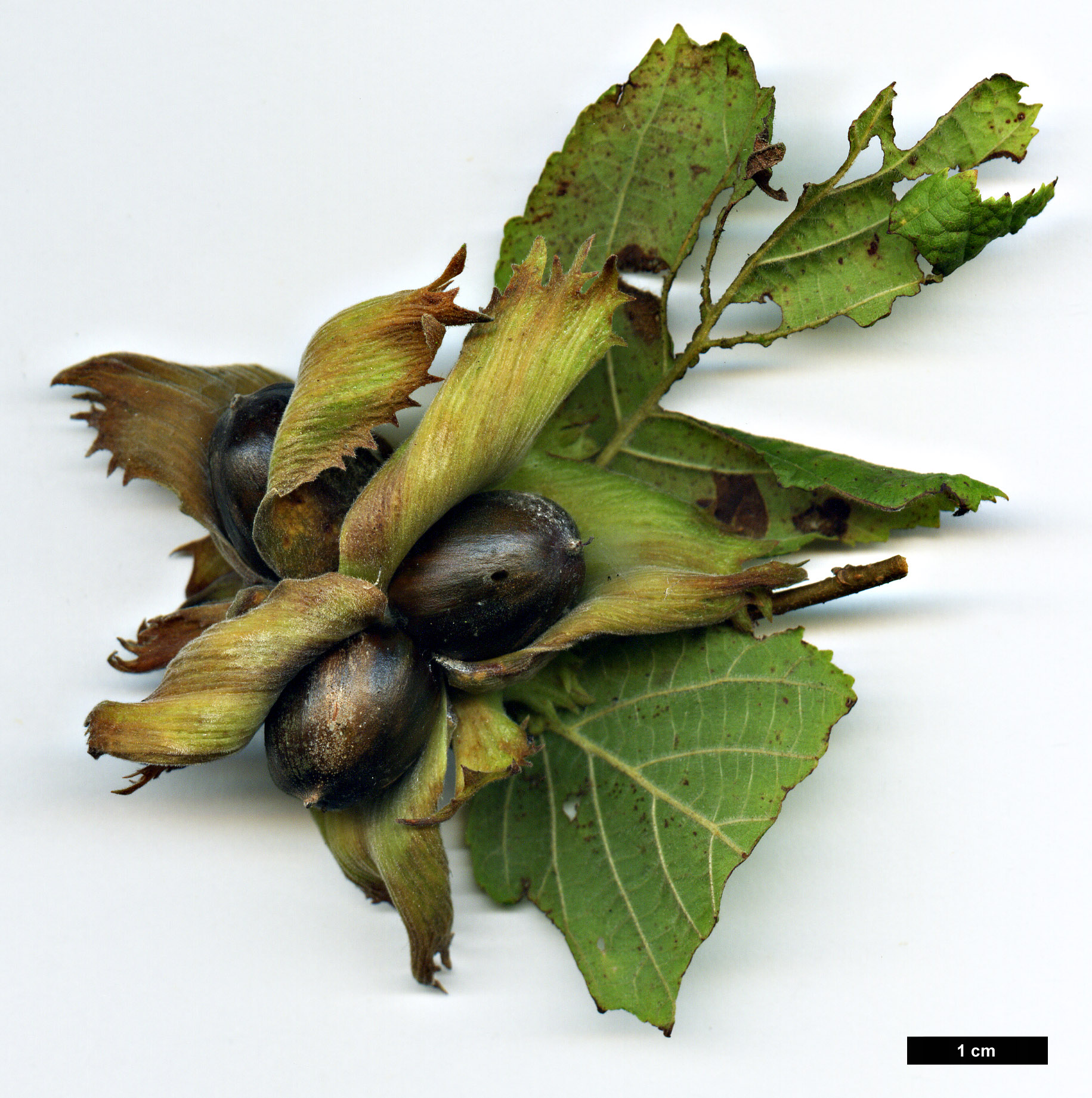 High resolution image: Family: Betulaceae - Genus: Corylus - Taxon: americana
