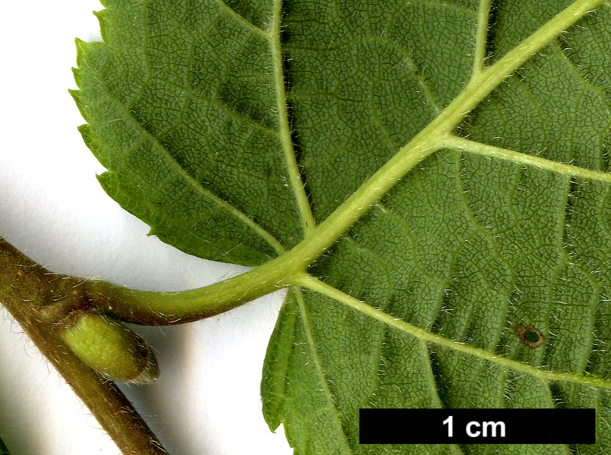 High resolution image: Family: Betulaceae - Genus: Corylus - Taxon: cornuta