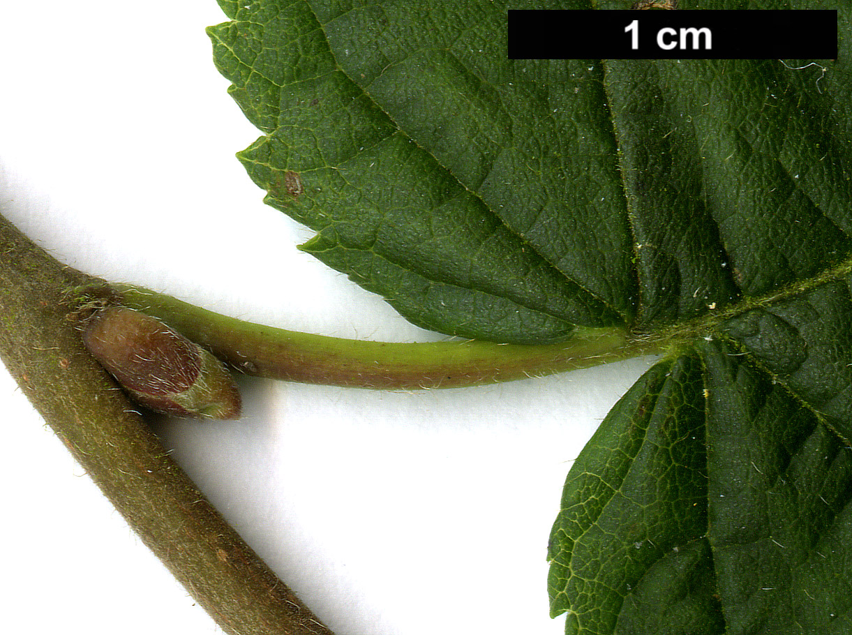 High resolution image: Family: Betulaceae - Genus: Corylus - Taxon: cornuta