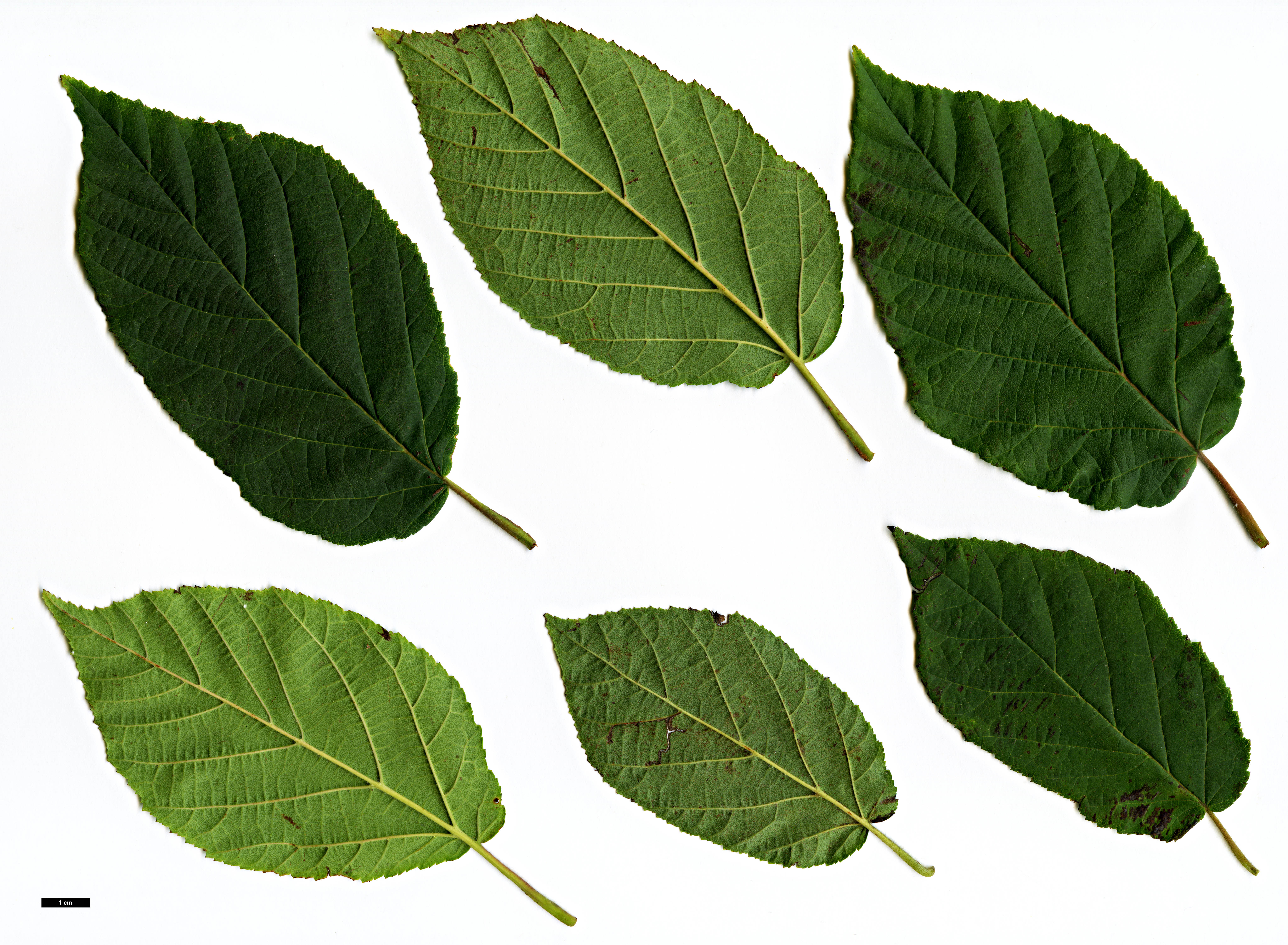 High resolution image: Family: Betulaceae - Genus: Corylus - Taxon: fargesii