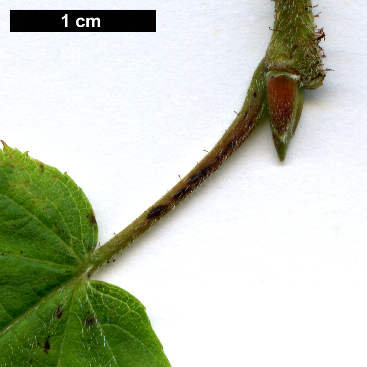 High resolution image: Family: Betulaceae - Genus: Corylus - Taxon: ferox