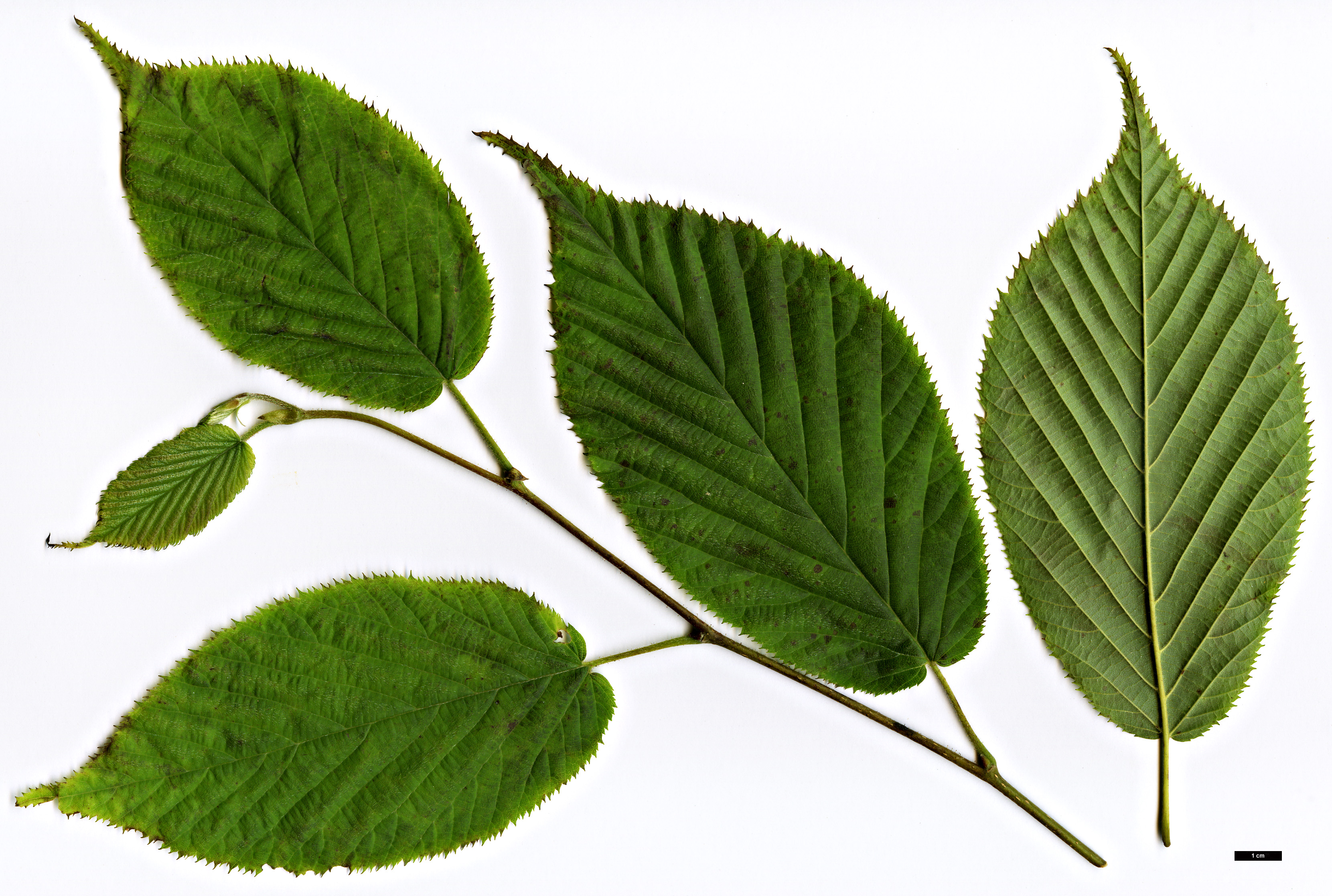 High resolution image: Family: Betulaceae - Genus: Corylus - Taxon: ferox