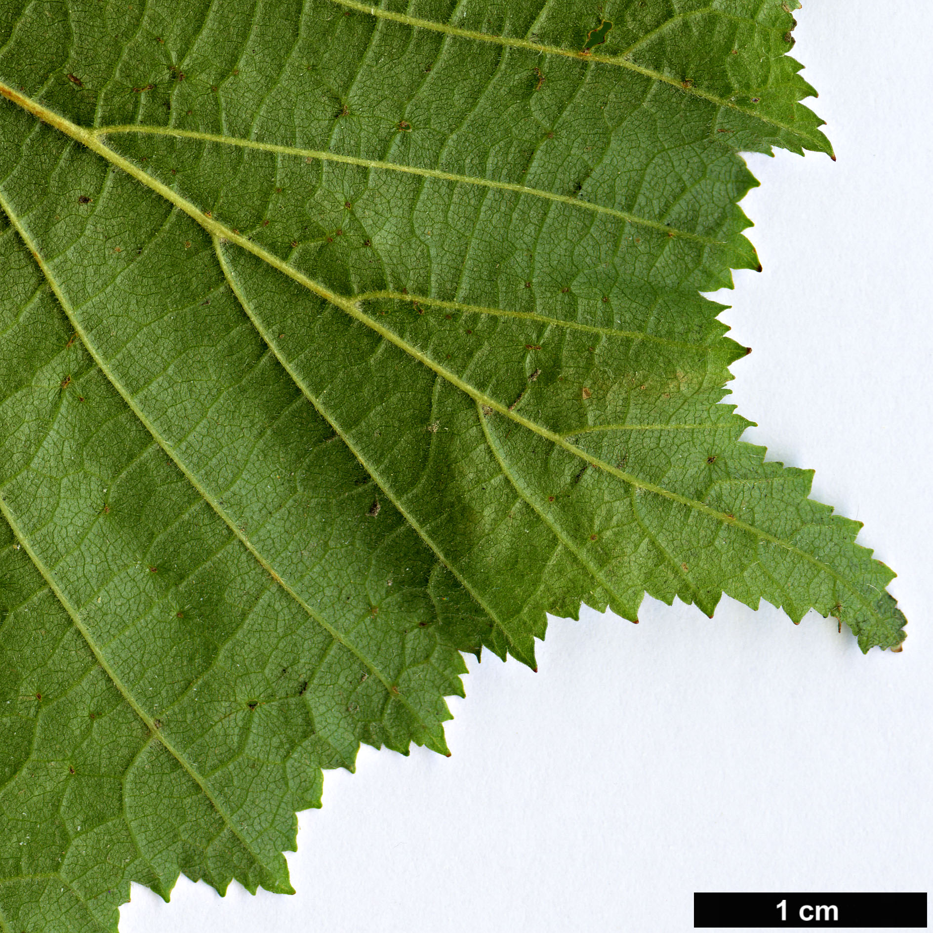 High resolution image: Family: Betulaceae - Genus: Corylus - Taxon: maxima