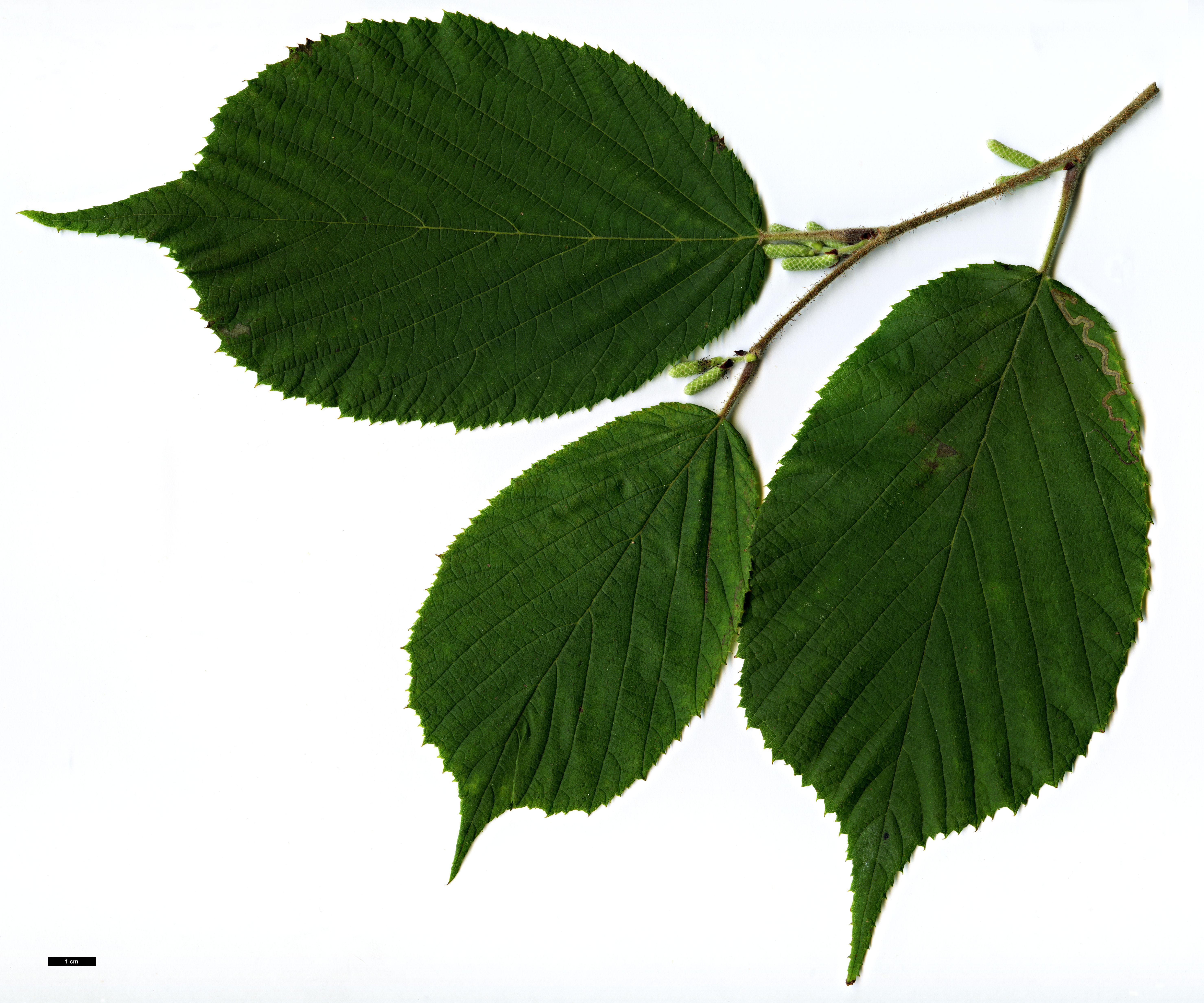 High resolution image: Family: Betulaceae - Genus: Corylus - Taxon: yunnanensis