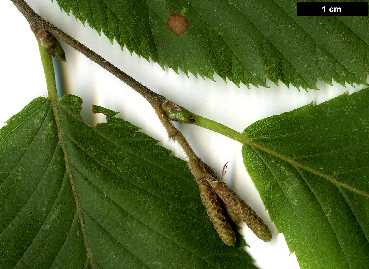 High resolution image: Family: Betulaceae - Genus: Ostrya - Taxon: carpinifolia