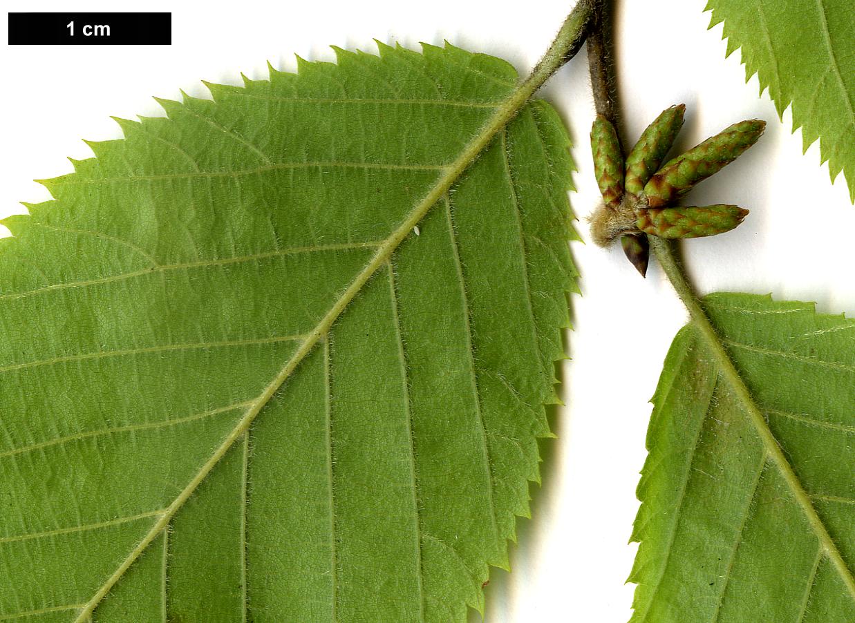 High resolution image: Family: Betulaceae - Genus: Ostrya - Taxon: virginiana