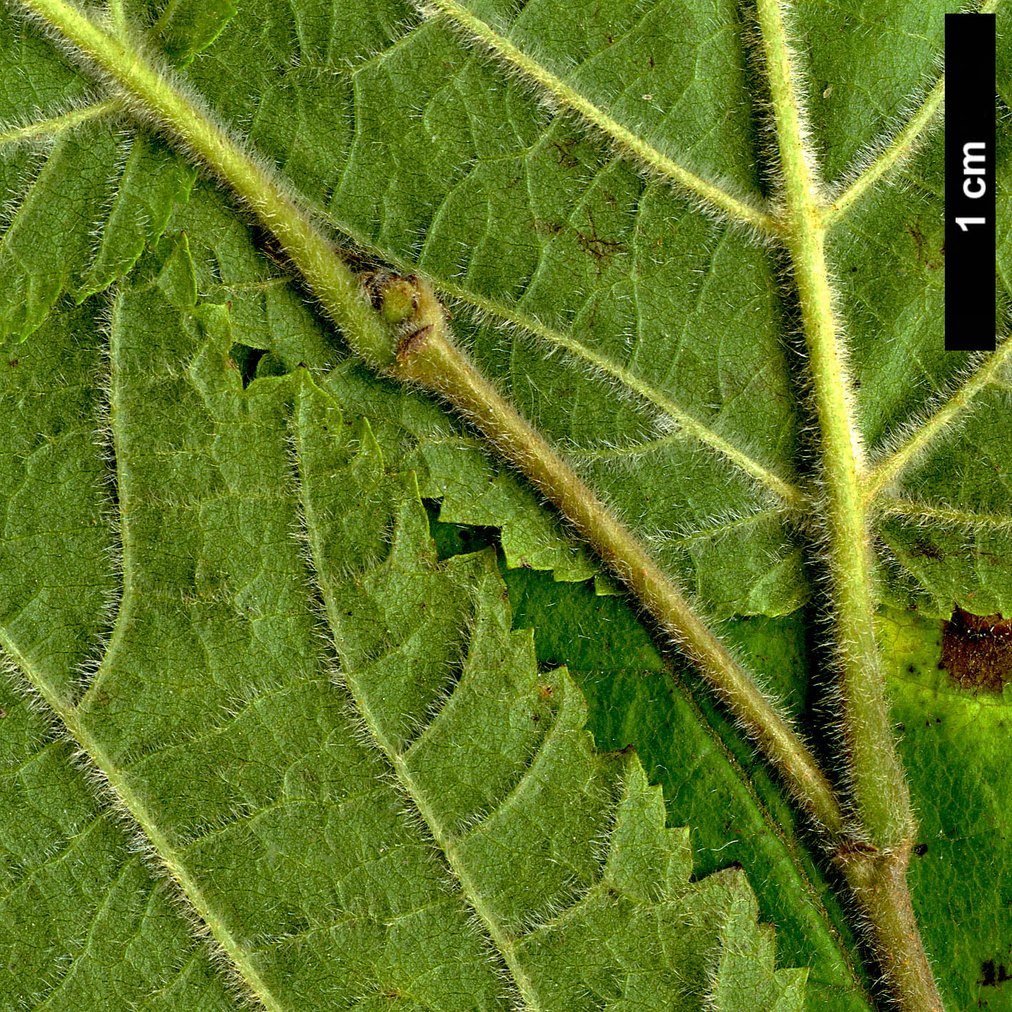 High resolution image: Family: Betulaceae - Genus: Ostryopsis - Taxon: nobilis