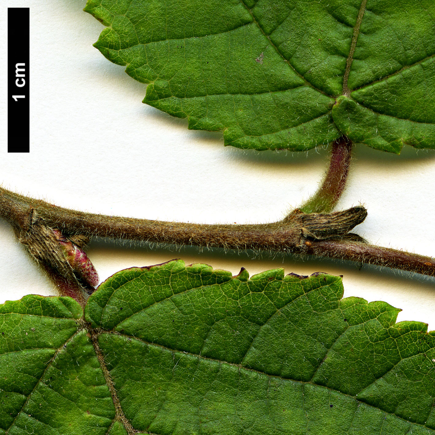 High resolution image: Family: Betulaceae - Genus: Ostryopsis - Taxon: nobilis