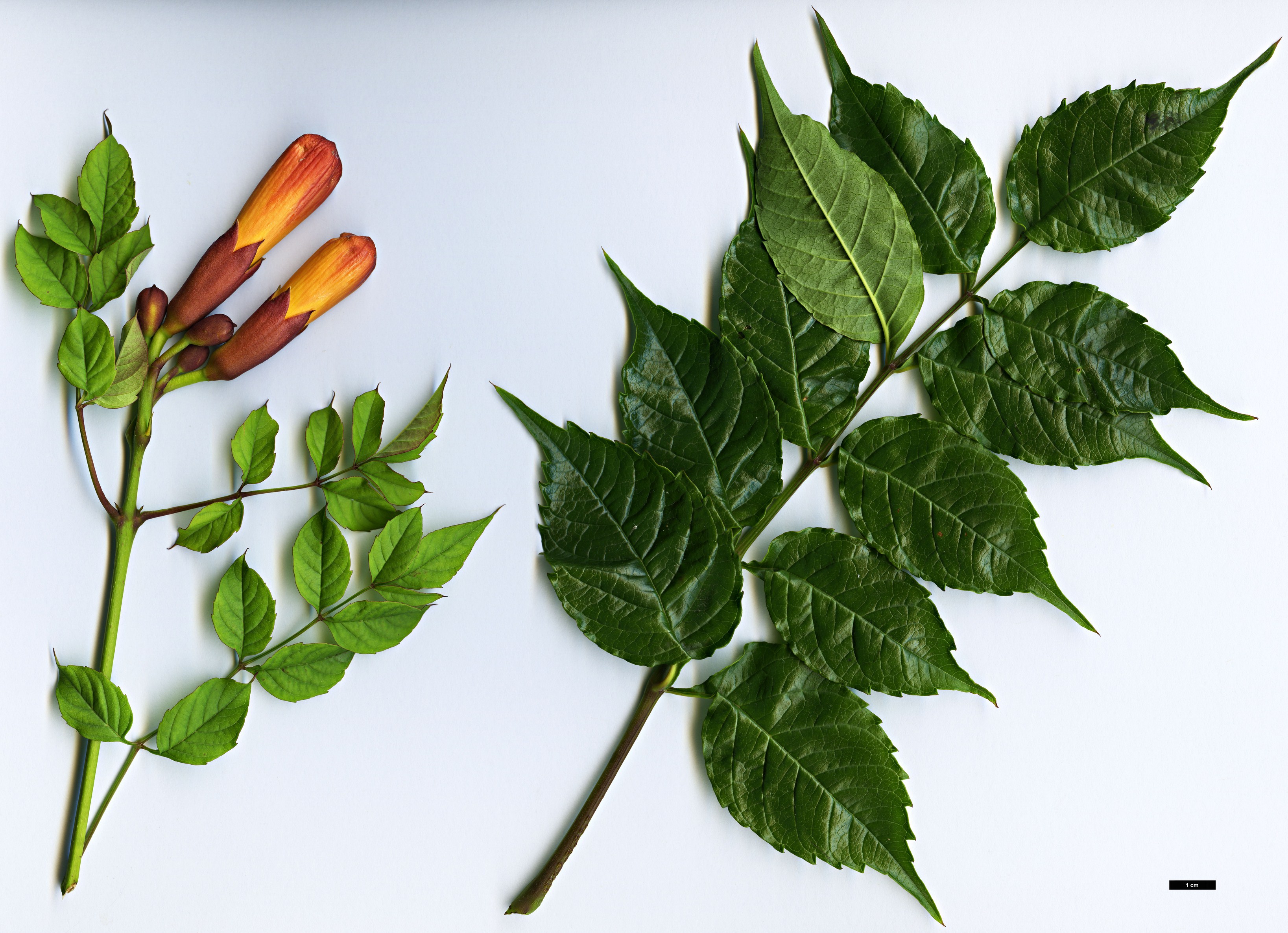 High resolution image: Family: Bignoniaceae - Genus: Campsis - Taxon: radicans