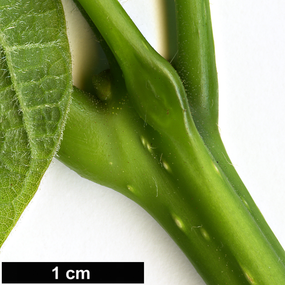 High resolution image: Family: Bignoniaceae - Genus: Catalpa - Taxon: bignonioides
