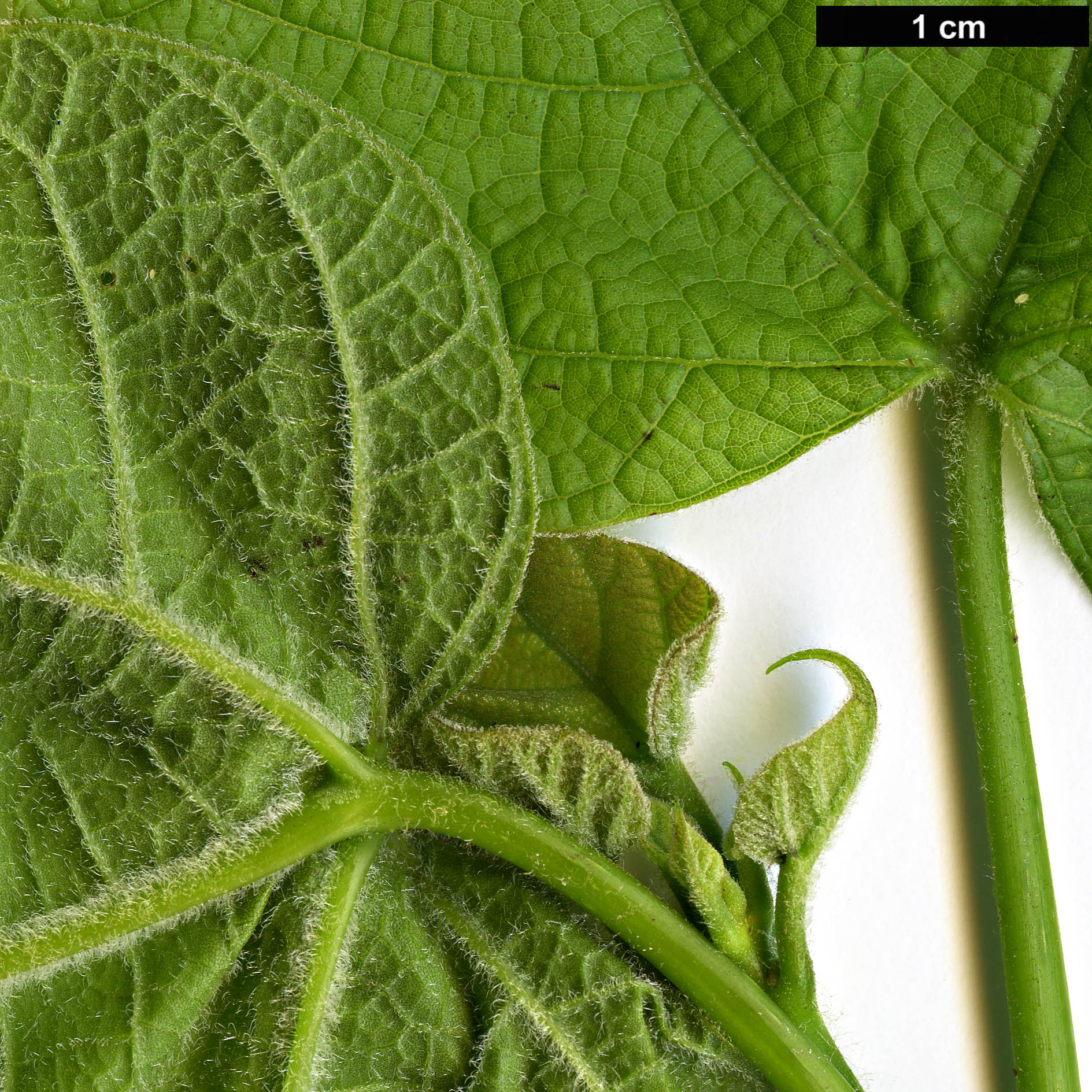 High resolution image: Family: Bignoniaceae - Genus: Catalpa - Taxon: bignonioides