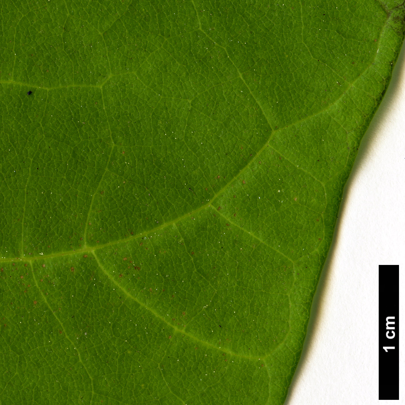 High resolution image: Family: Bignoniaceae - Genus: Catalpa - Taxon: bungei