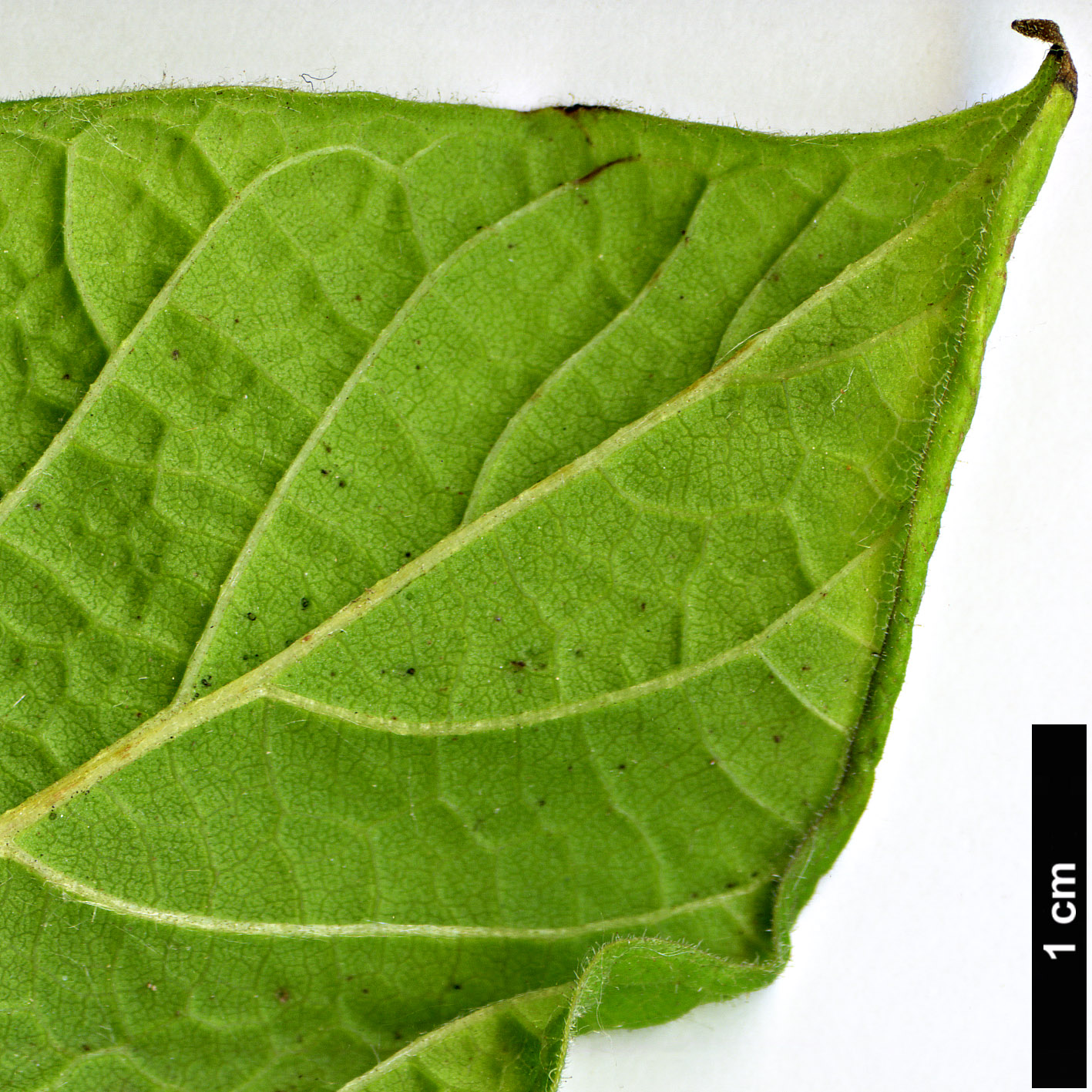 High resolution image: Family: Bignoniaceae - Genus: Catalpa - Taxon: ovata