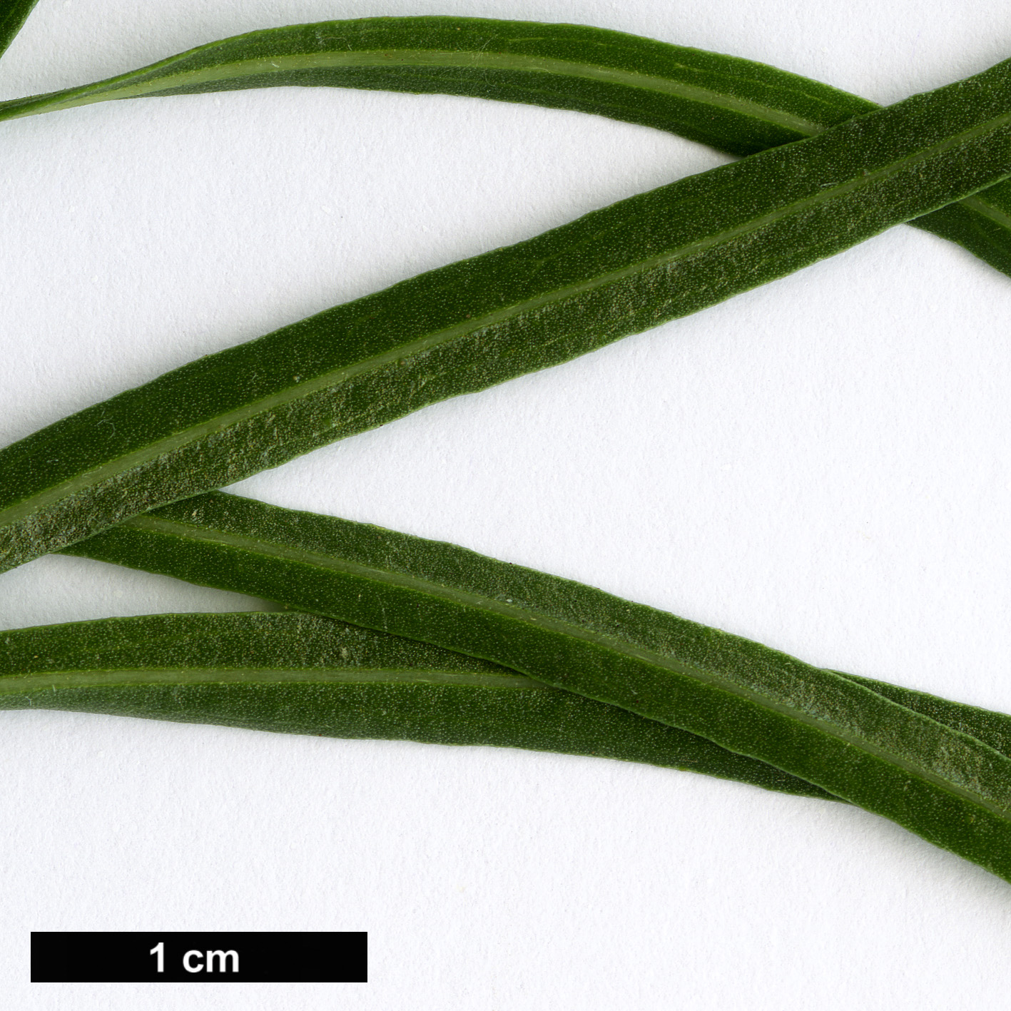 High resolution image: Family: Bignoniaceae - Genus: Chilopsis - Taxon: linearis