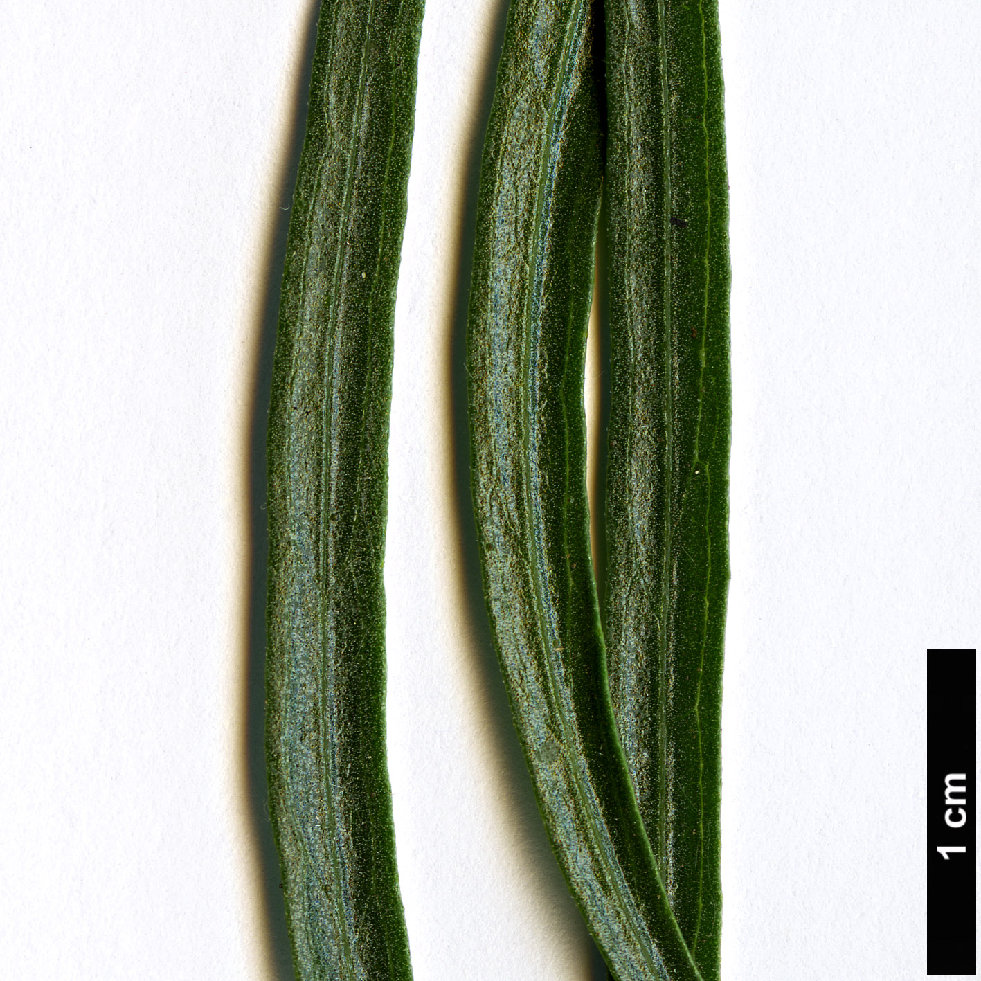 High resolution image: Family: Bignoniaceae - Genus: Chilopsis - Taxon: linearis